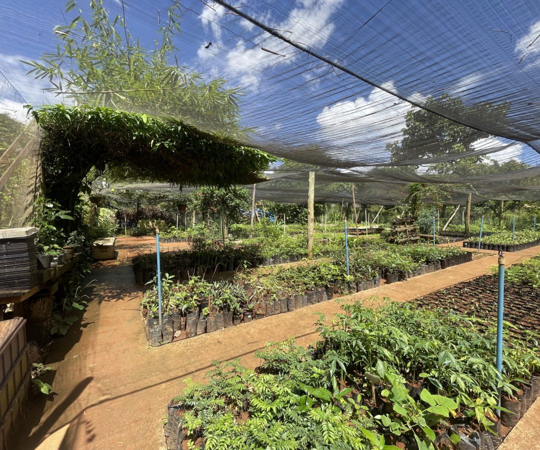 Viveiro do Lago Norte reforça ações de reflorestamento no DF 