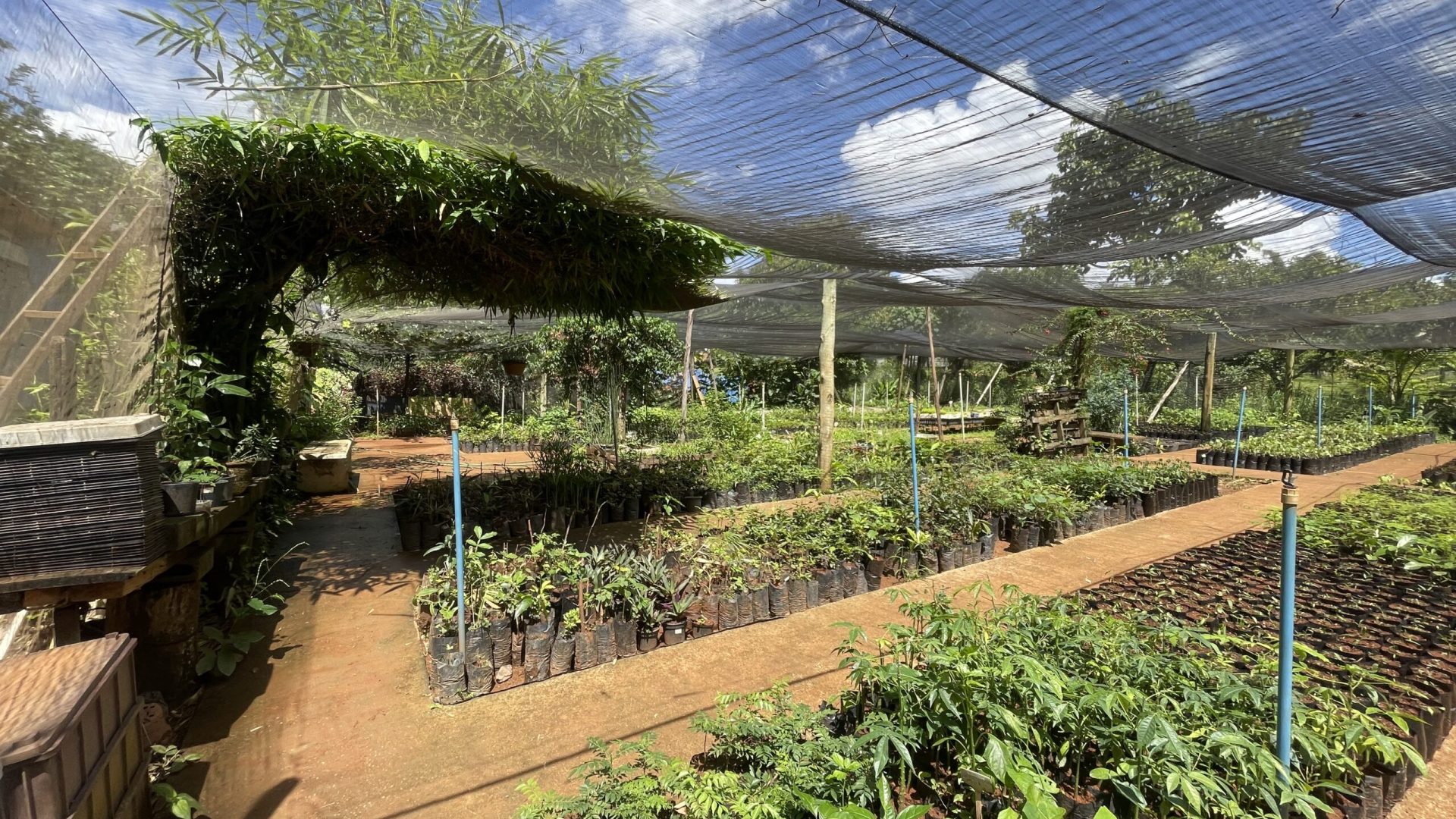 Viveiro do Lago Norte reforça ações de reflorestamento no DF 