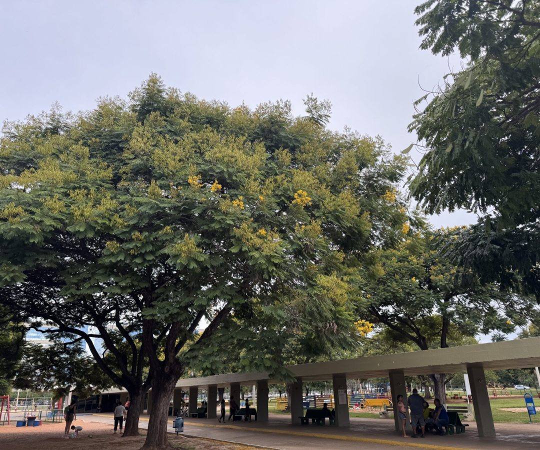 Brasília florescendo para além dos ipês: janeiro é o mês do cambuí 