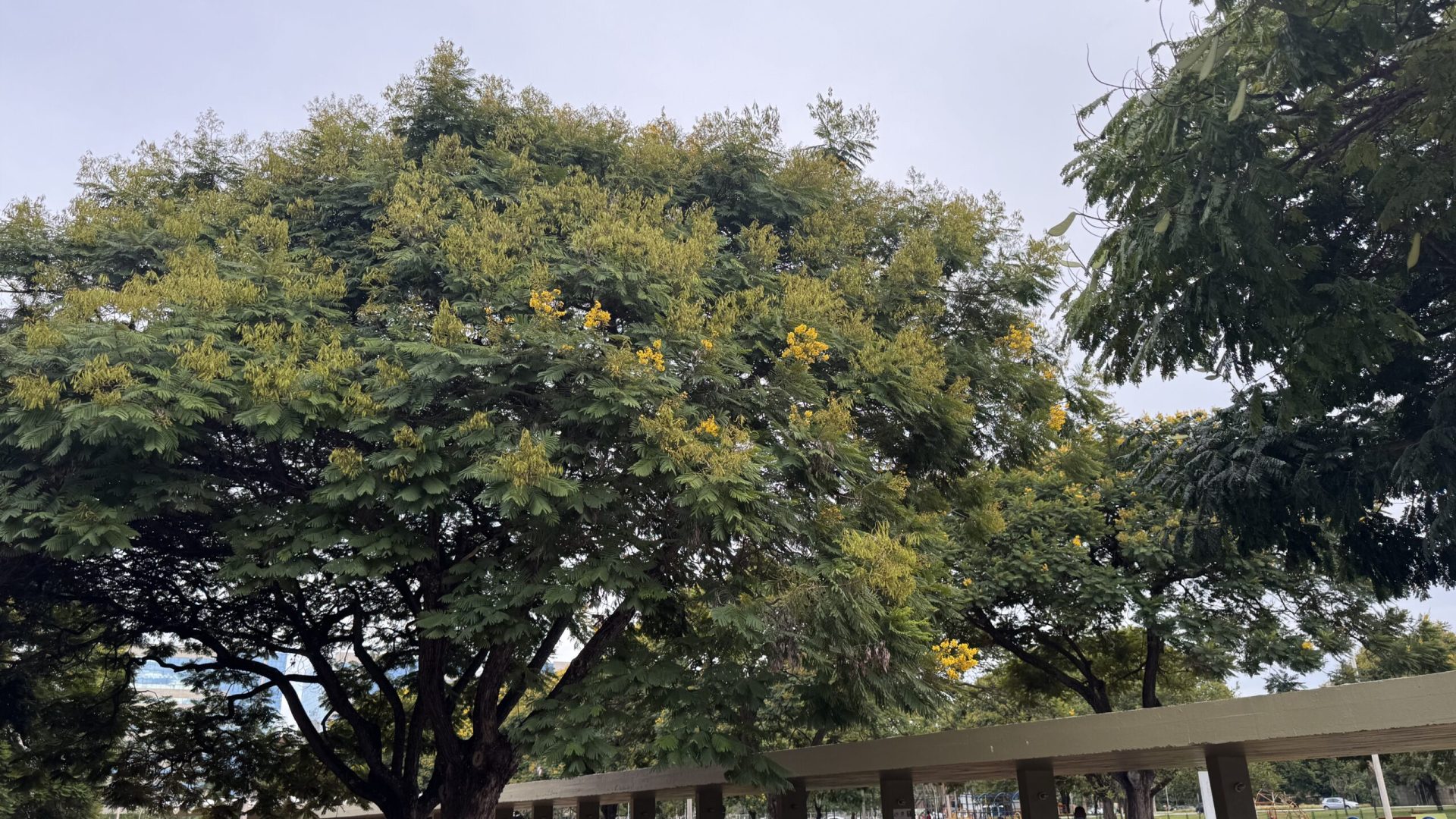 Brasília florescendo para além dos ipês: janeiro é o mês do cambuí 