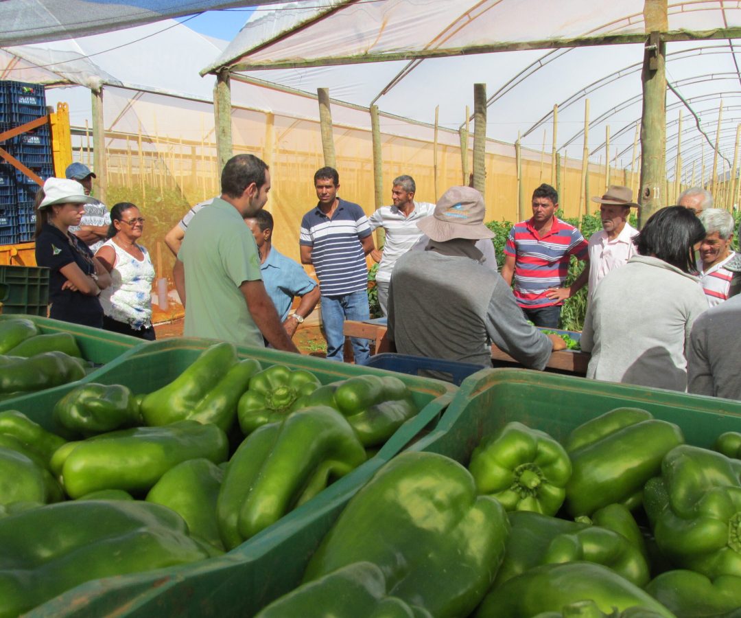 Emater-DF abre inscrições para curso gratuito de gestão no agronegócio