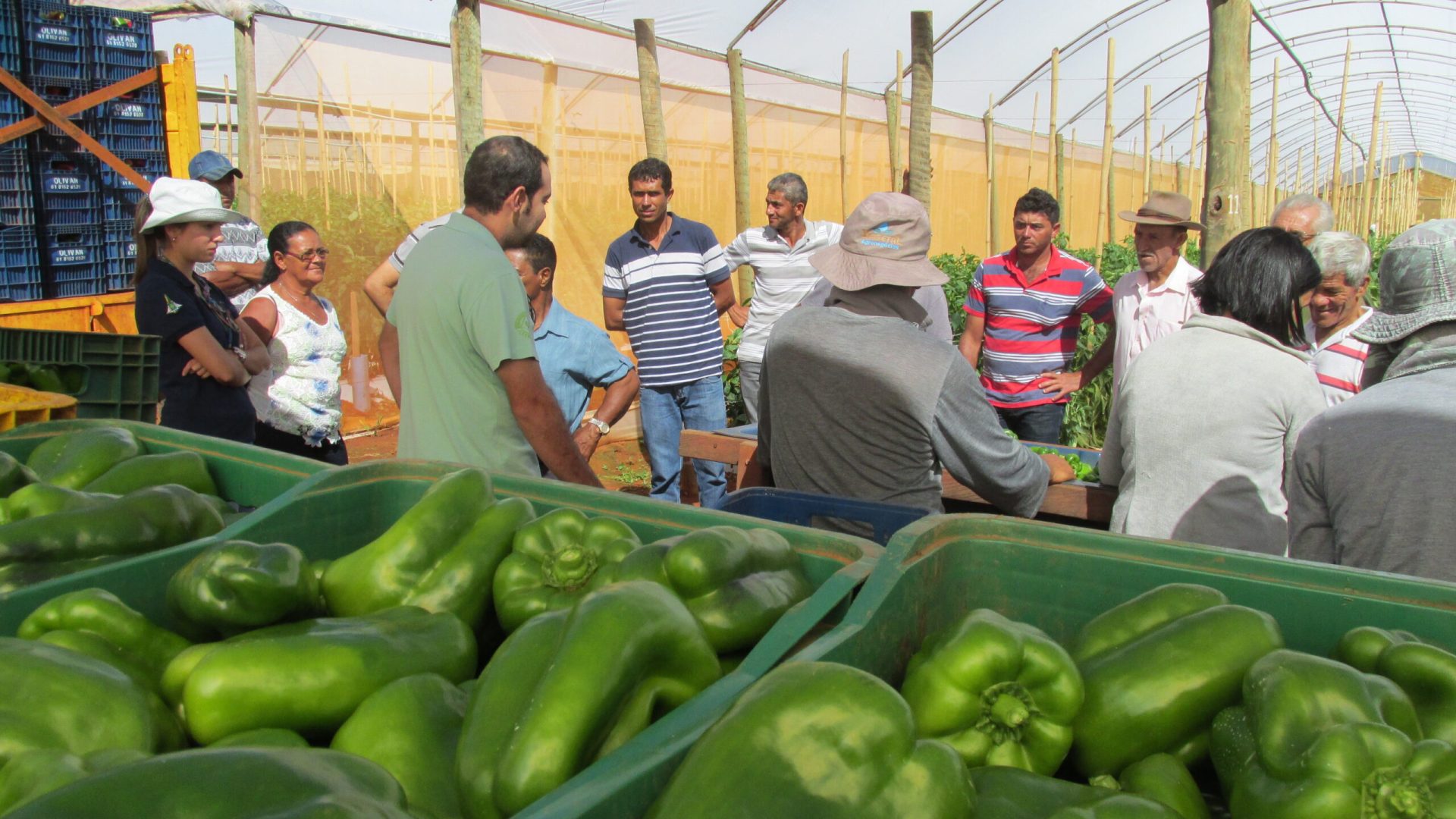Emater-DF abre inscrições para curso gratuito de gestão no agronegócio