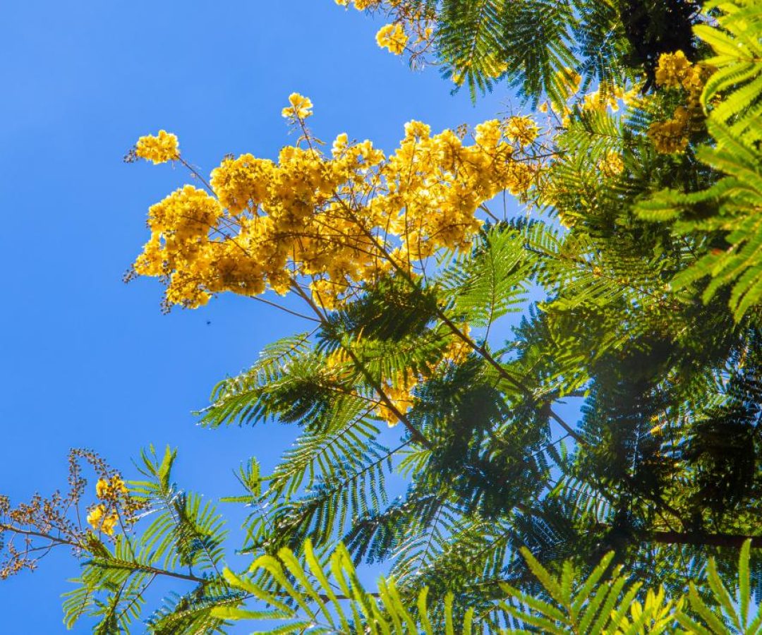 Floração dos cambuís pinta o Distrito Federal de dourado