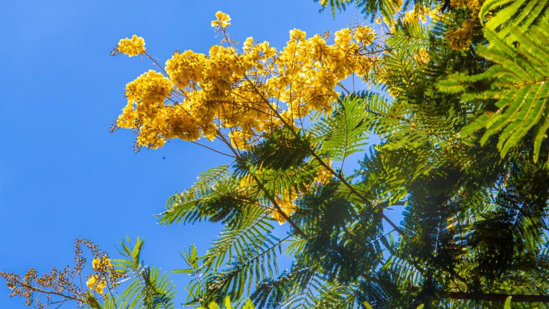 Floração dos cambuís pinta o Distrito Federal de dourado