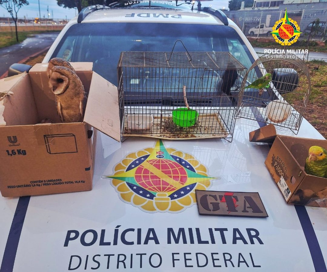 Homem é autuado por vender aves silvestres na Feira do Produtor em Ceilândia
