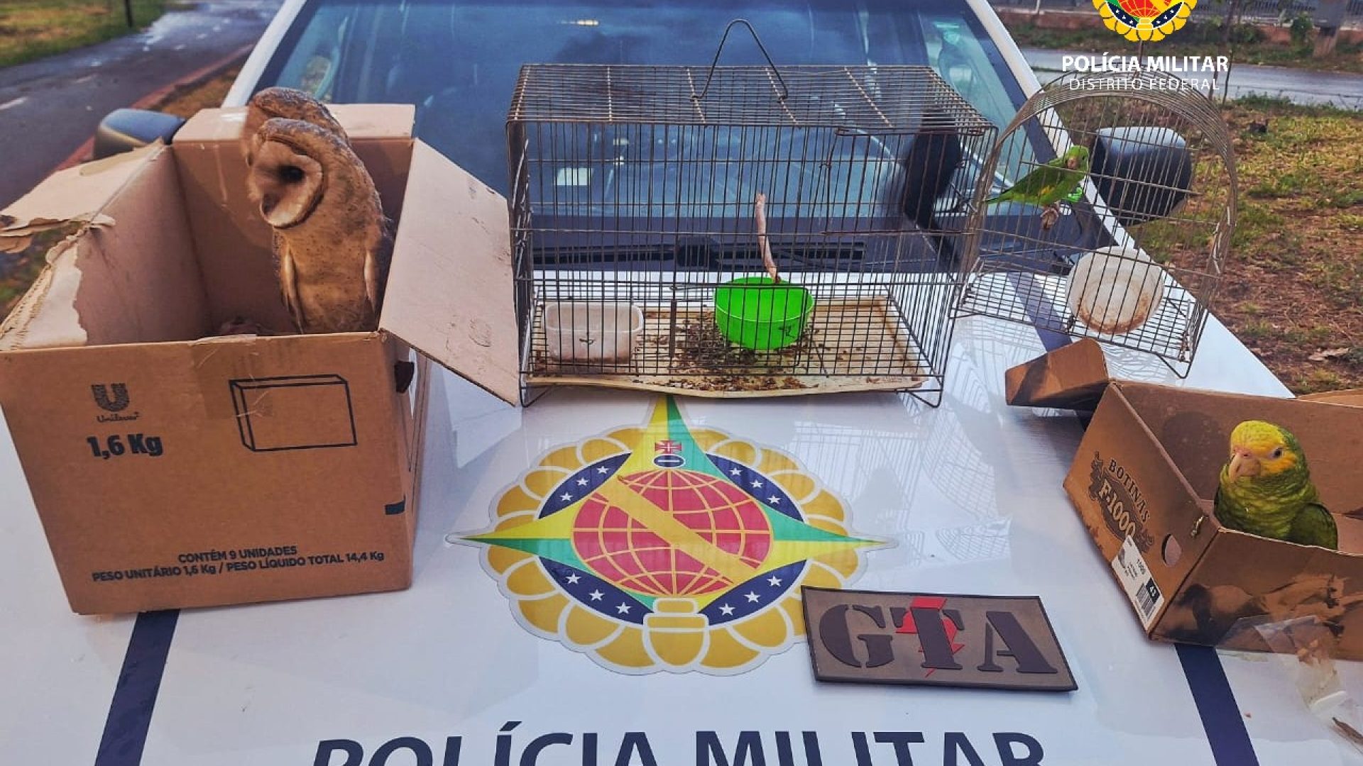 Homem é autuado por vender aves silvestres na Feira do Produtor em Ceilândia