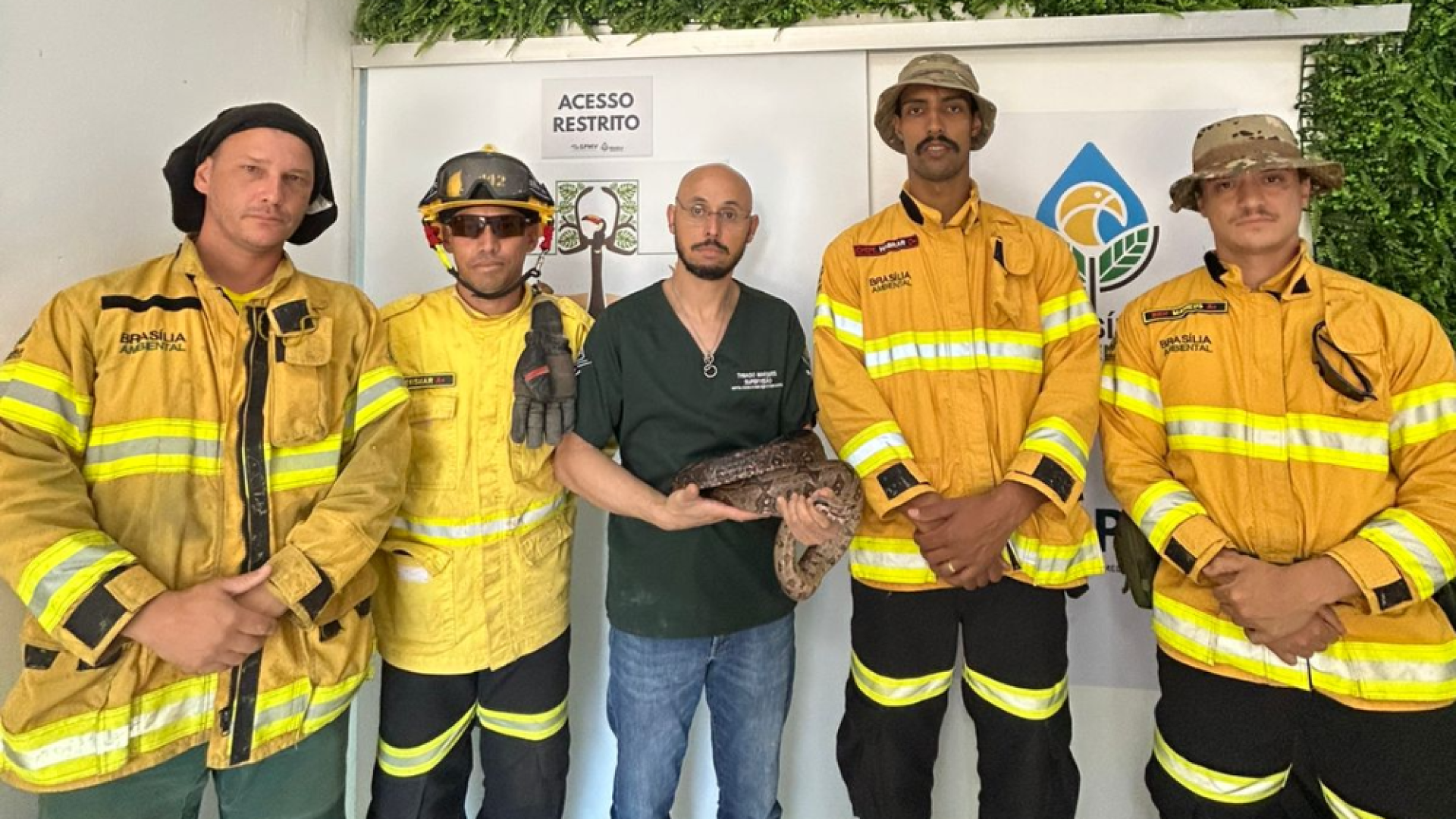 Equipe de brigadistas resgata jiboia em Taguatinga Sul