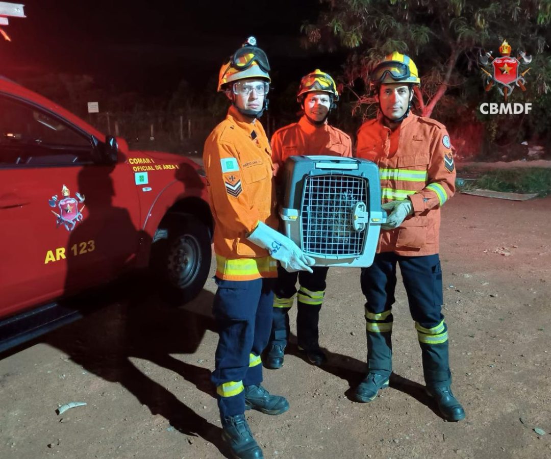 Porco-espinho é resgatado por bombeiros em área residencial do Plano Piloto