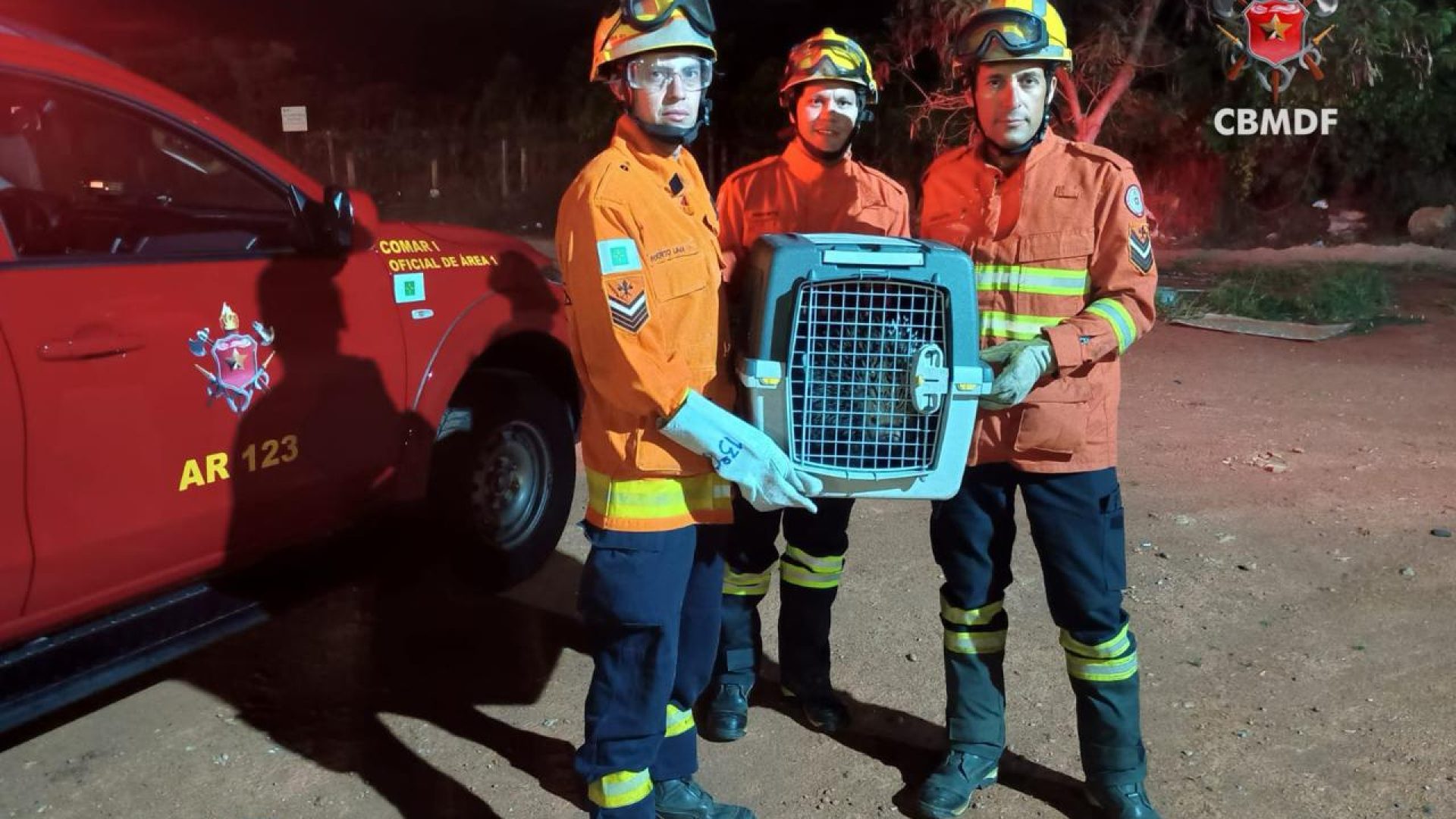 Porco-espinho é resgatado por bombeiros em área residencial do Plano Piloto