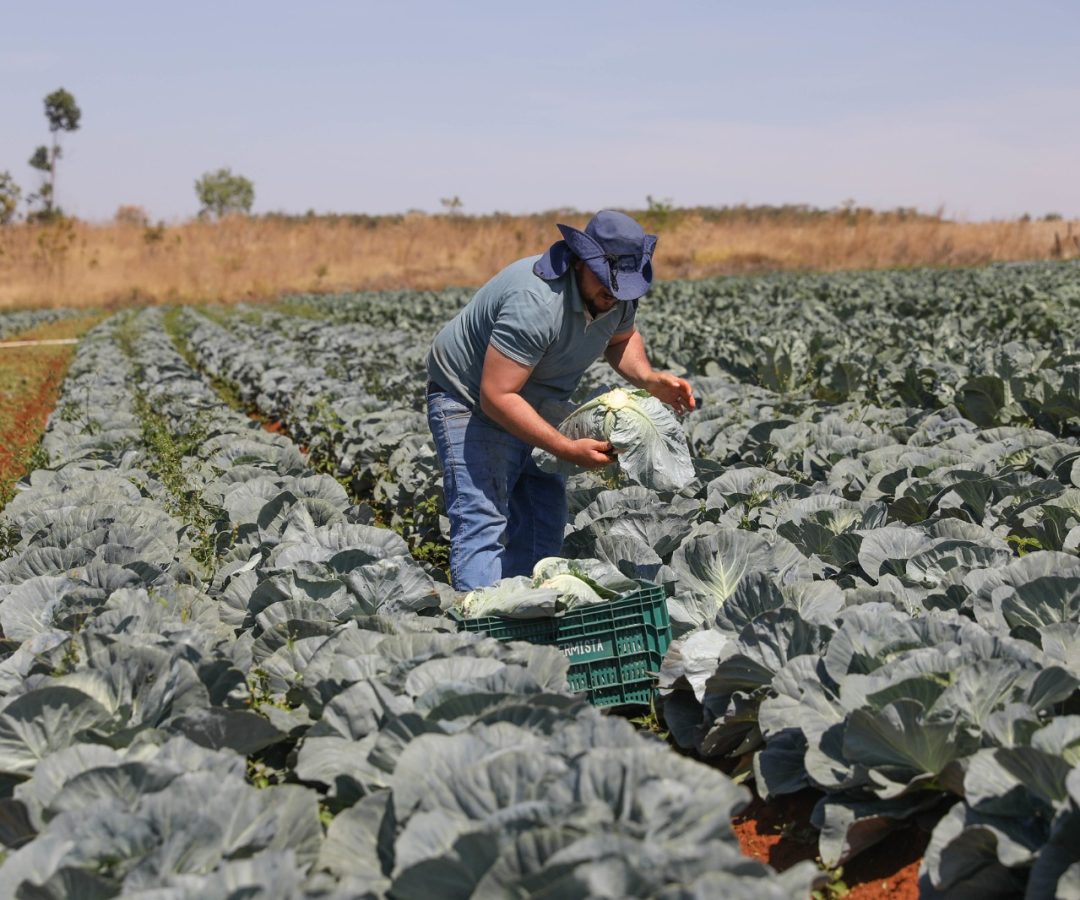 GDF reforça crédito e investe mais de R$ 16 milhões no Fundo de Desenvolvimento Rural