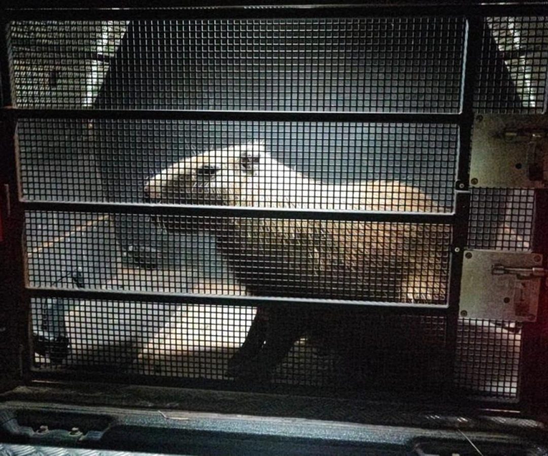 Capivara é resgatada após atropelamento na DF-001, em Taguatinga