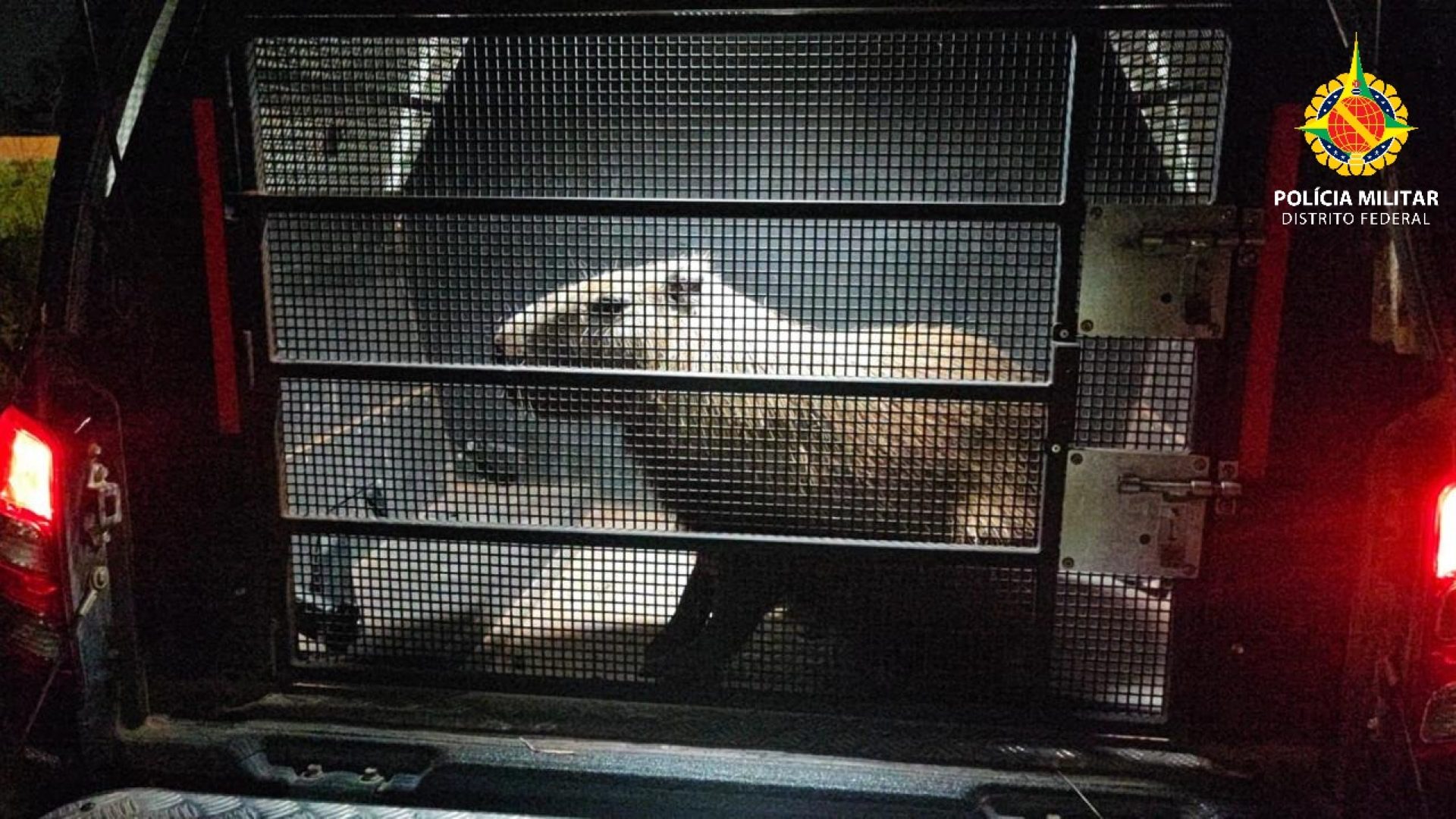 Capivara é resgatada após atropelamento na DF-001, em Taguatinga