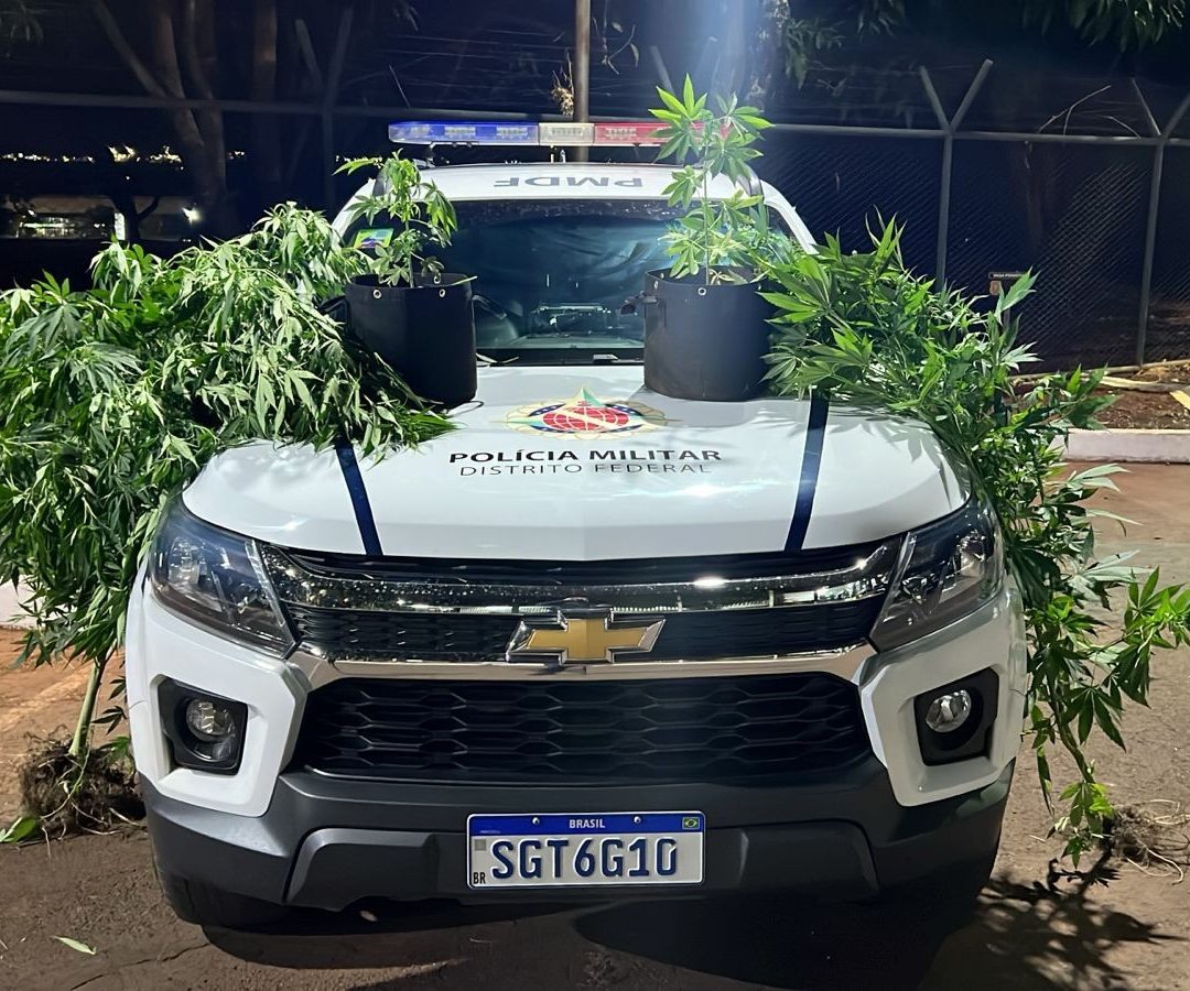 Homem é detido após PM encontrar pés de cannabis em casa no DF