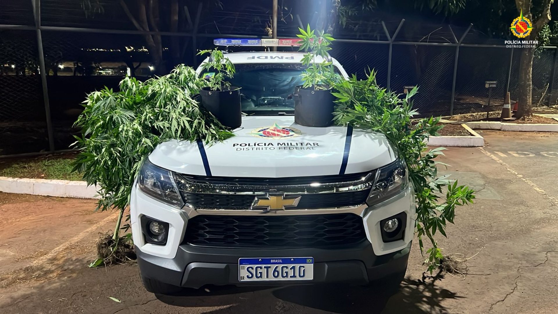 Homem é detido após PM encontrar pés de cannabis em casa no DF