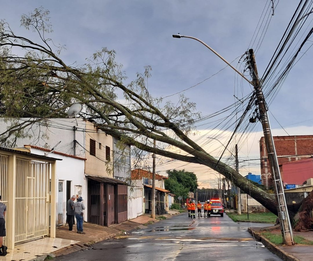 Árvore de grande porte cai sobre casa no Paranoá e mobiliza Corpo de Bombeiros