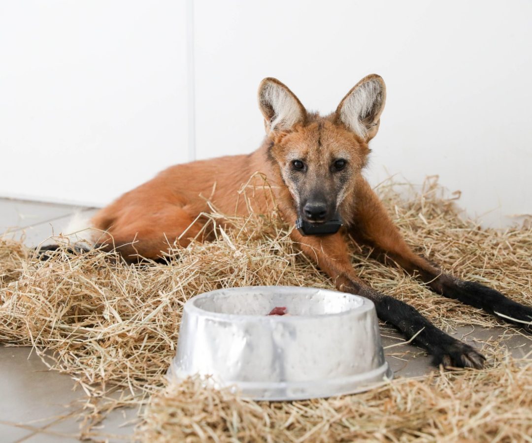 Lobo-guará fêmea é devolvida à natureza após passar por tratamento no Hospital da Fauna Silvestre do DF