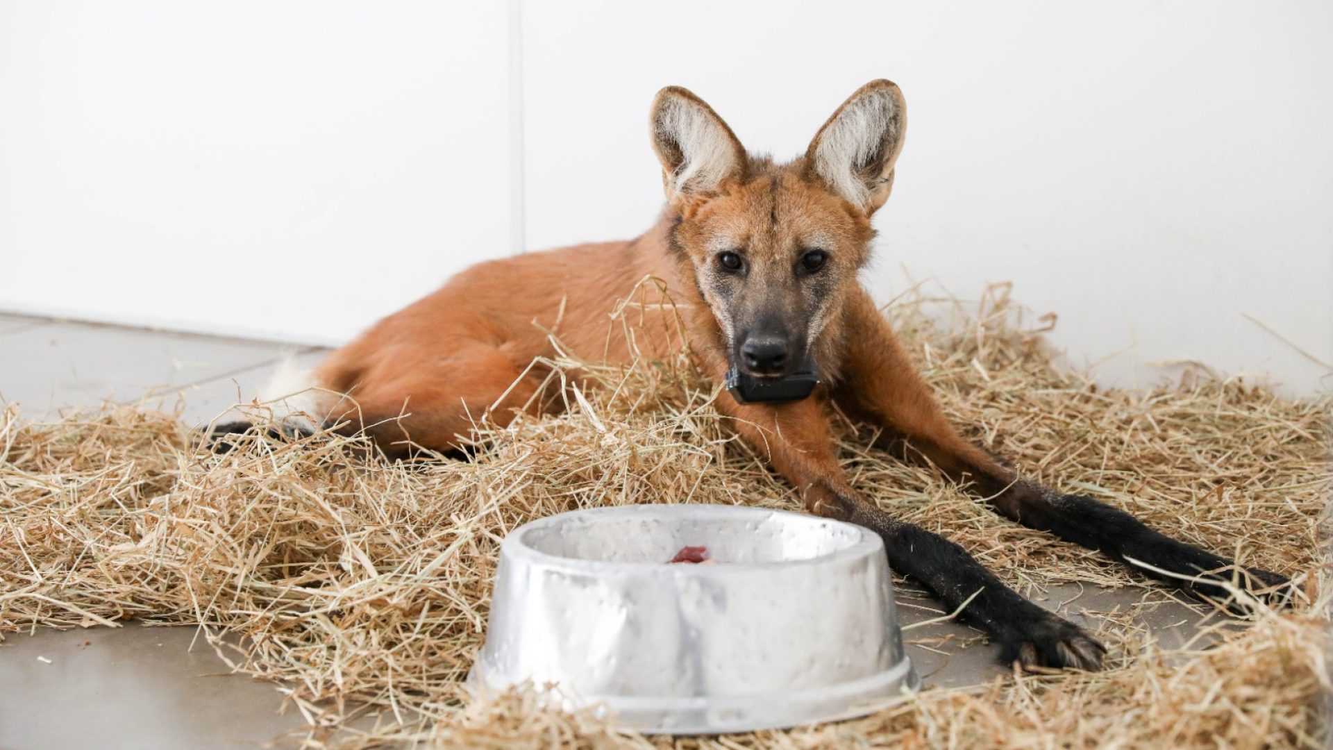 Lobo-guará fêmea é devolvida à natureza após passar por tratamento no Hospital da Fauna Silvestre do DF