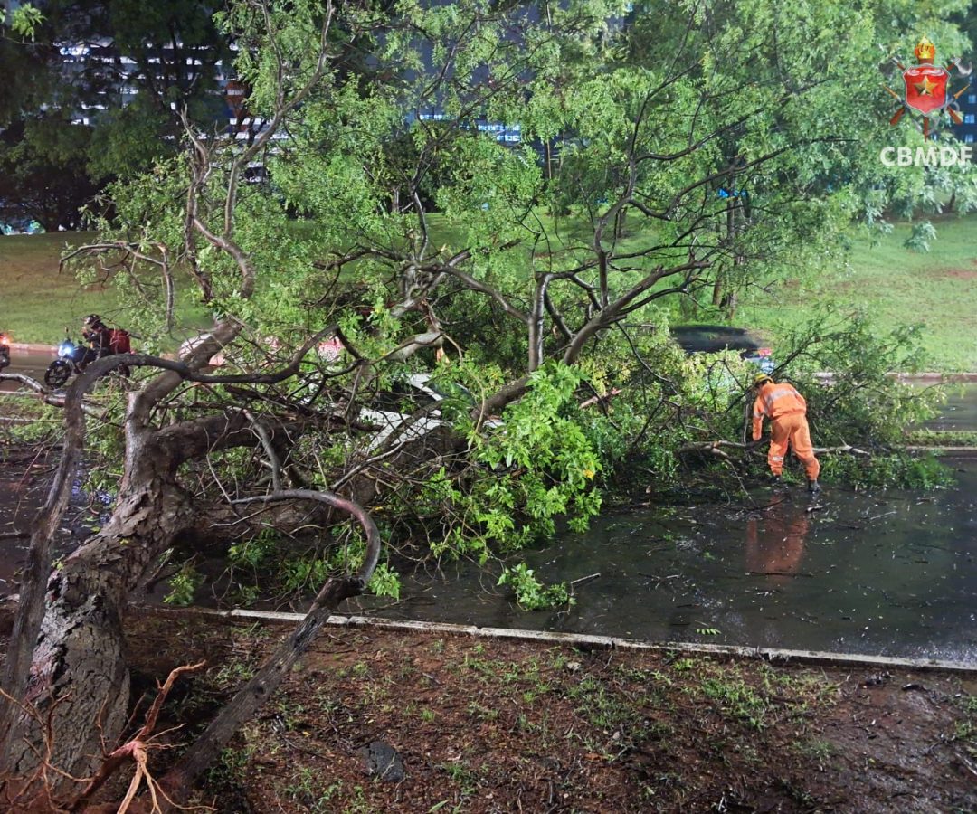Árvore desaba sobre carro no Setor de Autarquias Sul após forte chuva