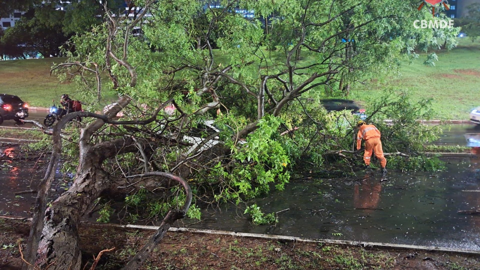 Árvore desaba sobre carro no Setor de Autarquias Sul após forte chuva