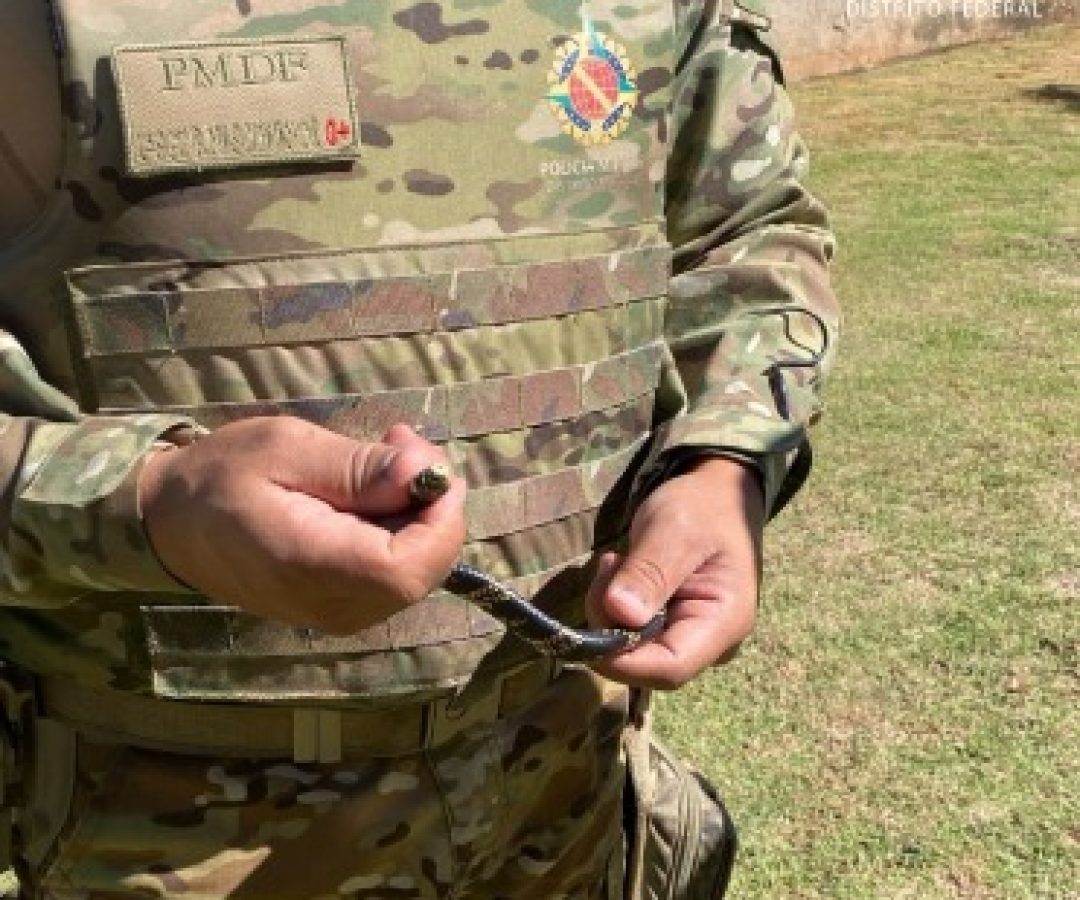 PM Ambiental resgata serpente em residência