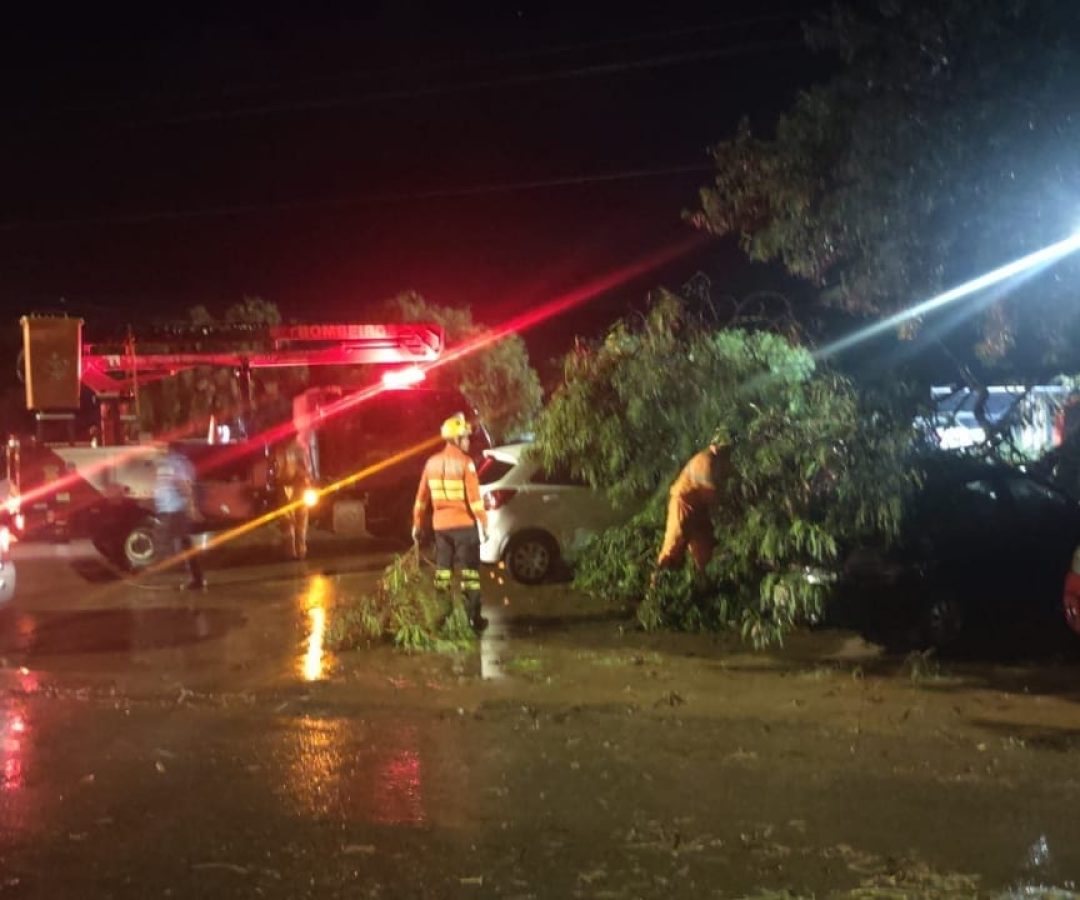 Queda de árvore atinge carros e bloqueia via na Vila Buritis II