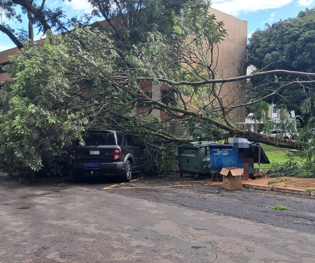 Bombeiros atendem 15 ocorrências de quedas de árvores neste sábado (31)