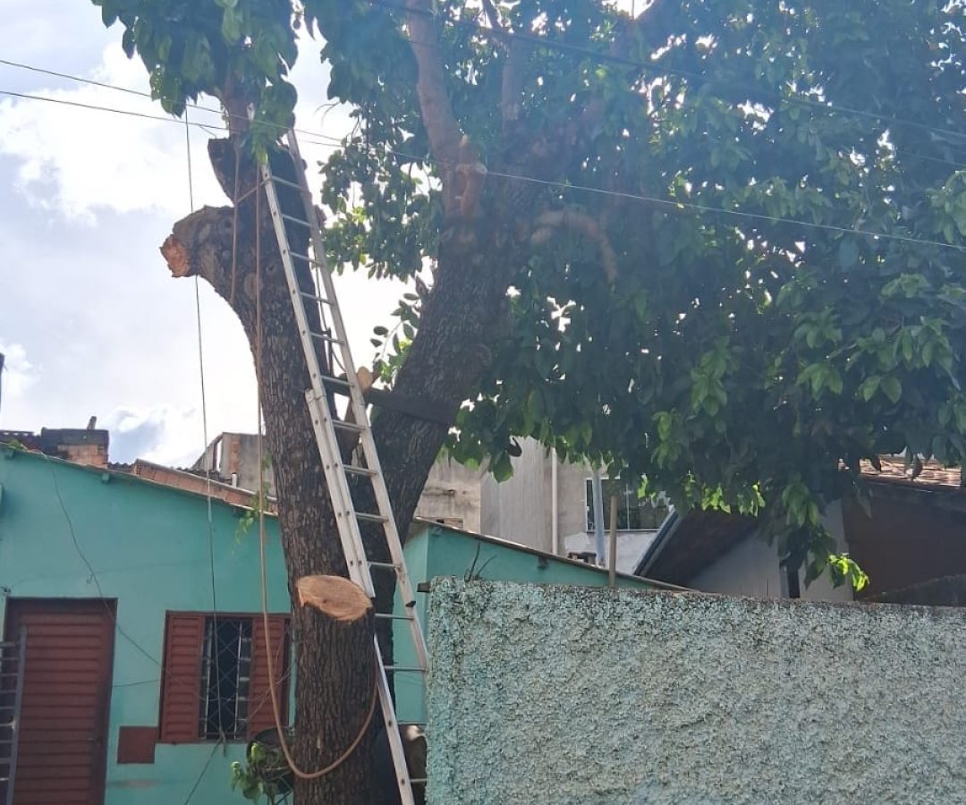 Homem morre após sofrer descarga elétrica durante poda de árvore em São Sebastião