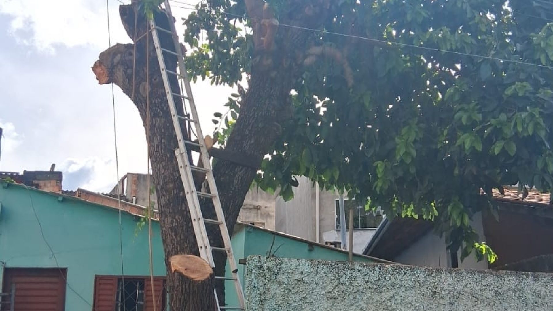 Homem morre após sofrer descarga elétrica durante poda de árvore em São Sebastião