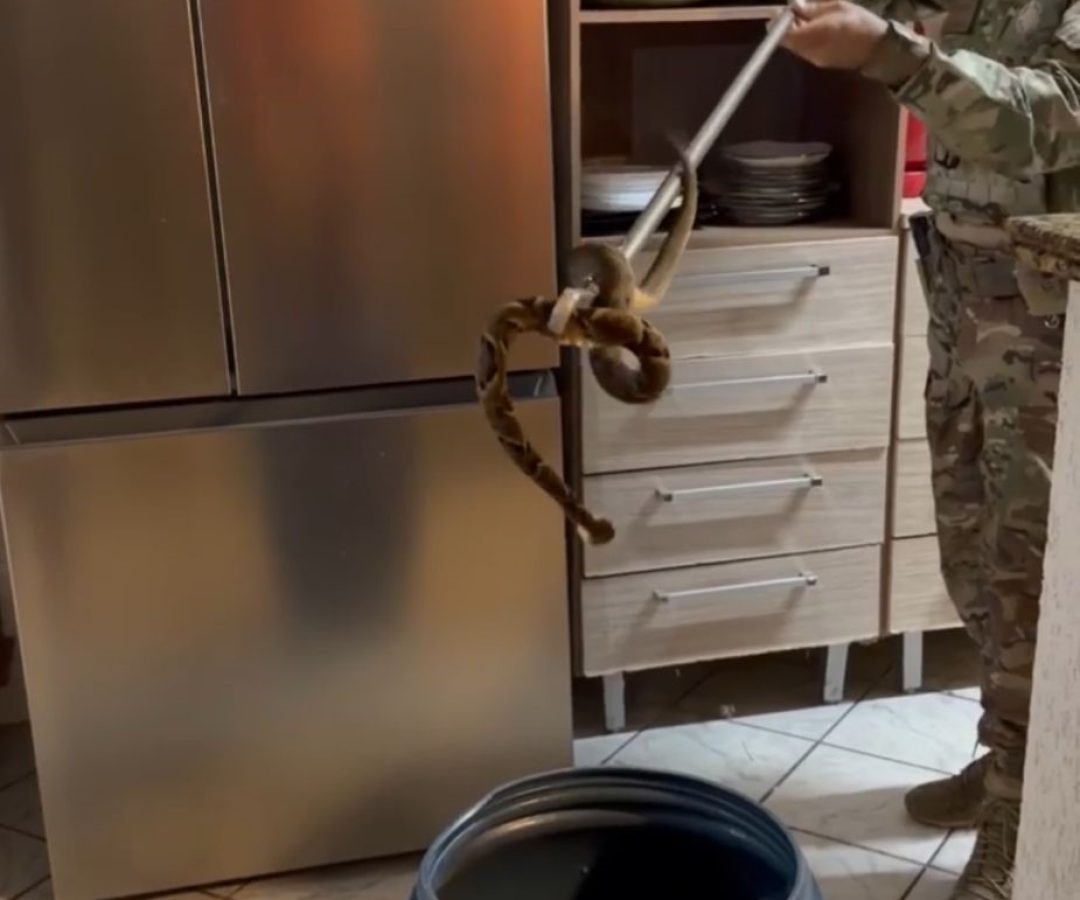Jararaca é capturada dentro de casa em Sobradinho II