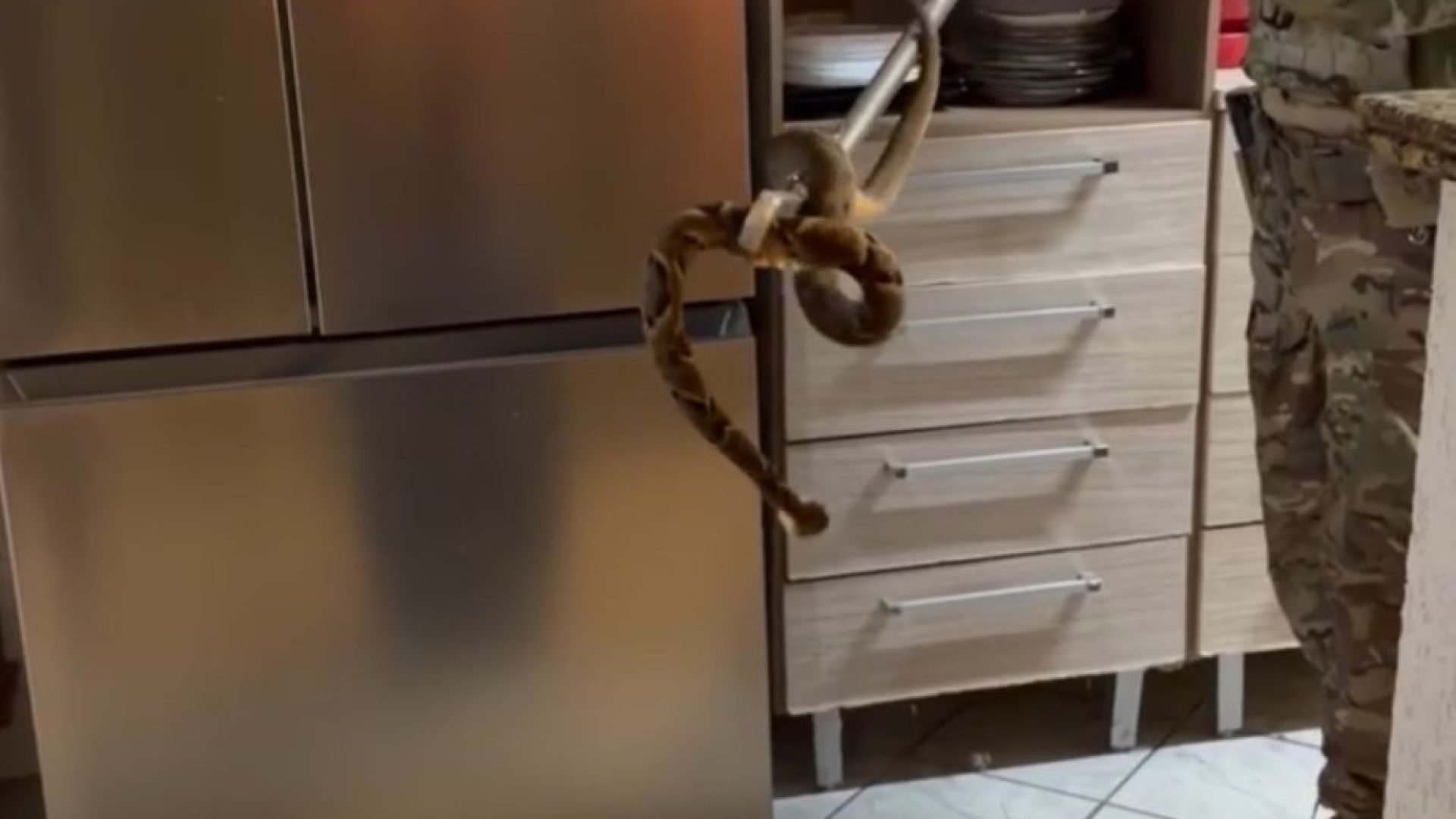 Jararaca é capturada dentro de casa em Sobradinho II