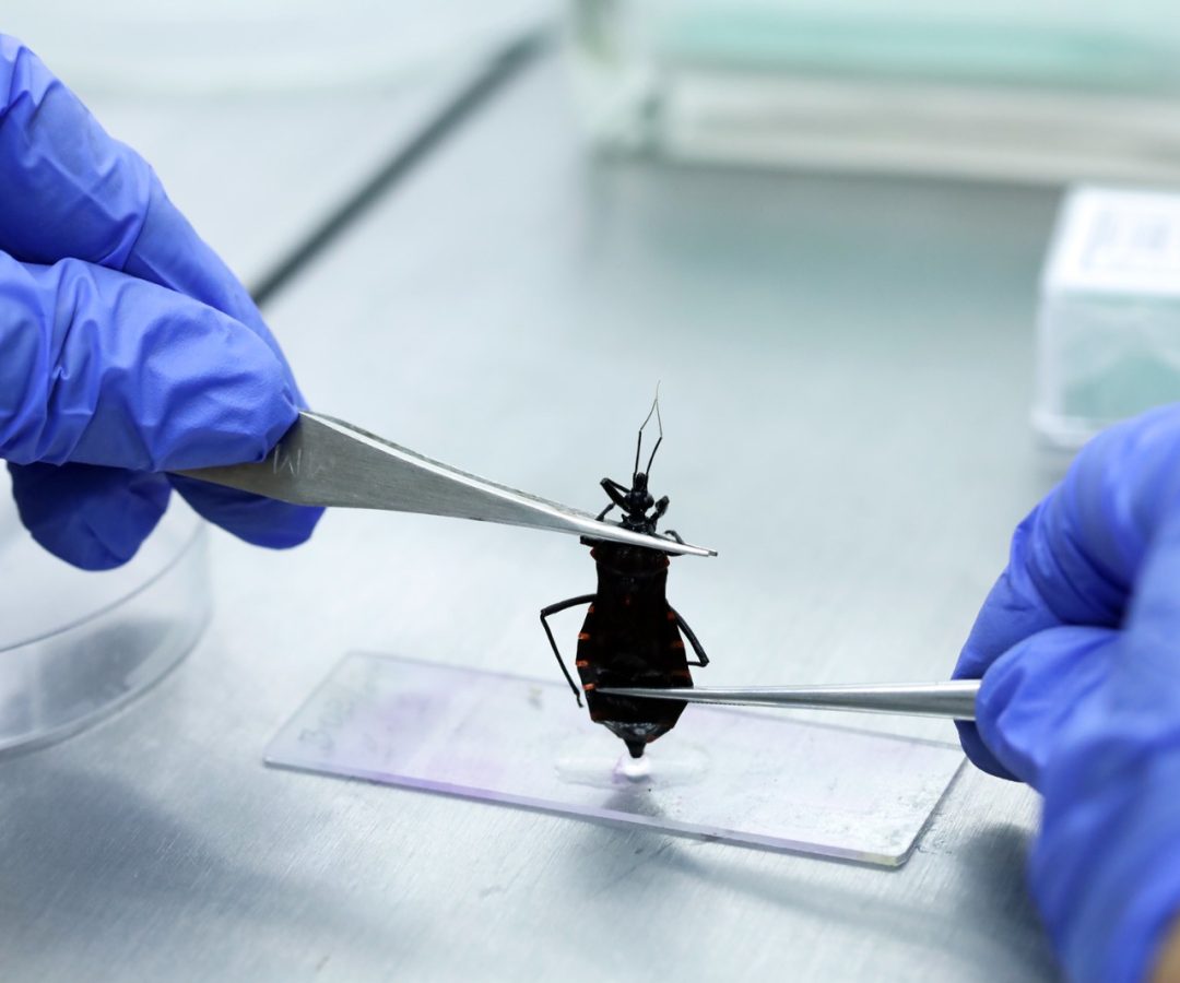 Doença de Chagas ainda preocupa e registra mais de mil casos no DF