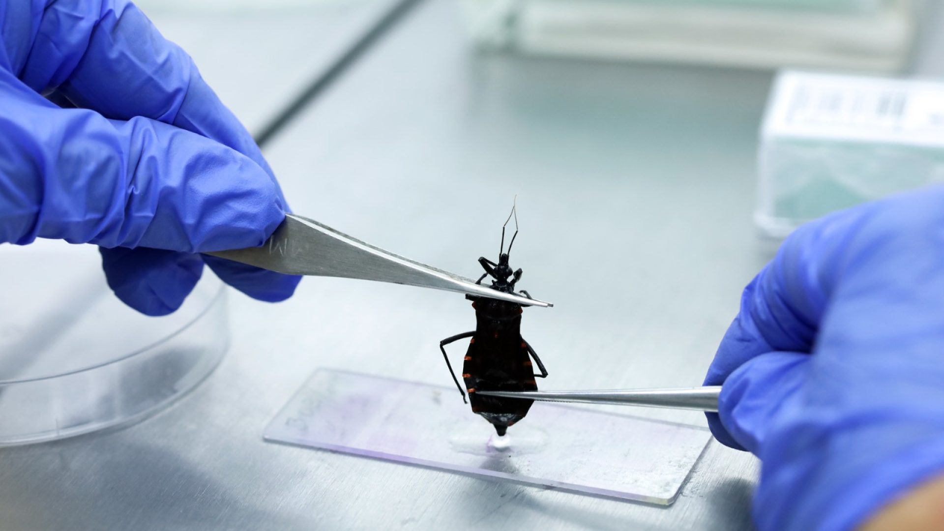 Doença de Chagas ainda preocupa e registra mais de mil casos no DF