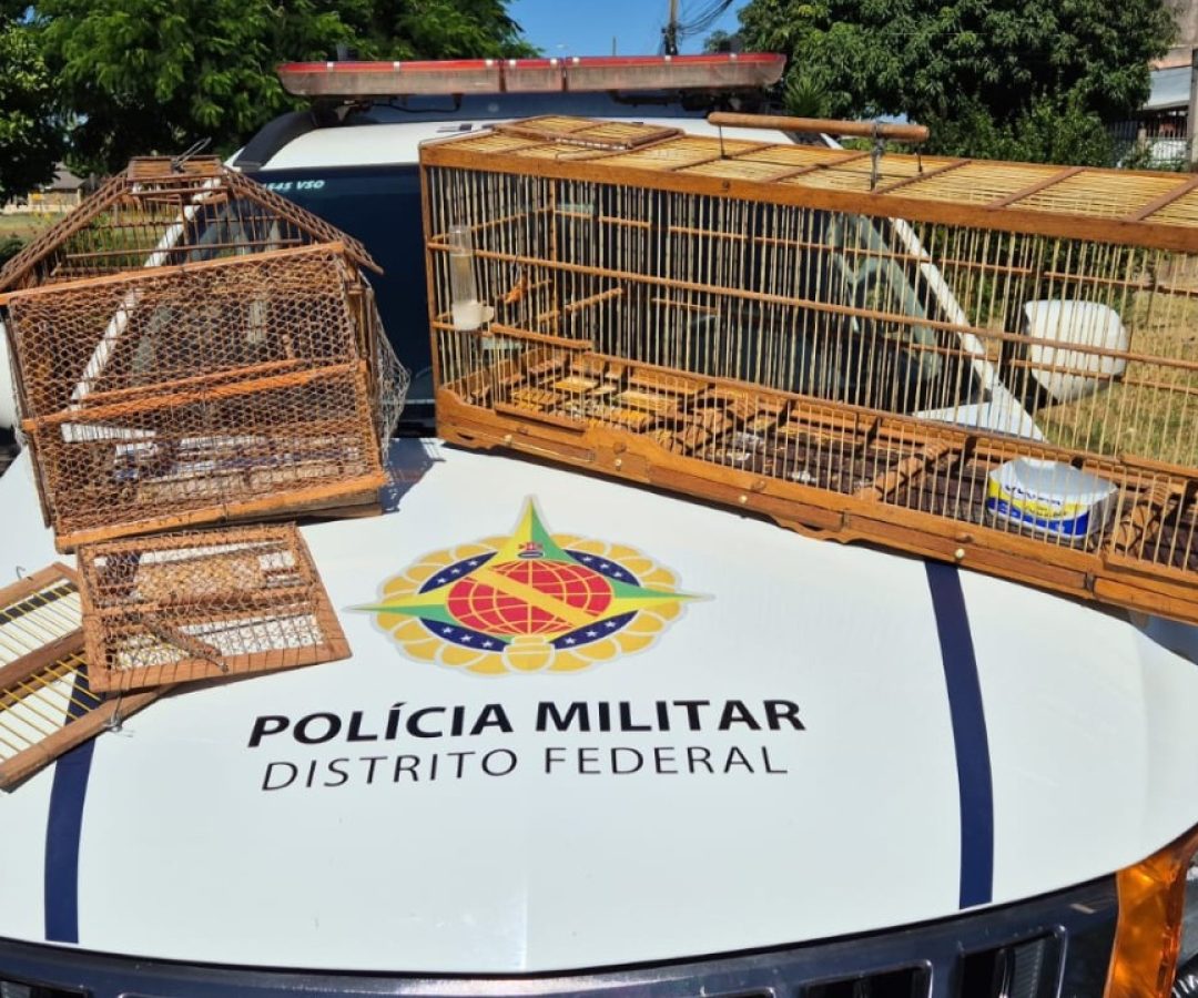 PM apreende ave silvestre mantida em cativeiro irregular no Recanto das Emas