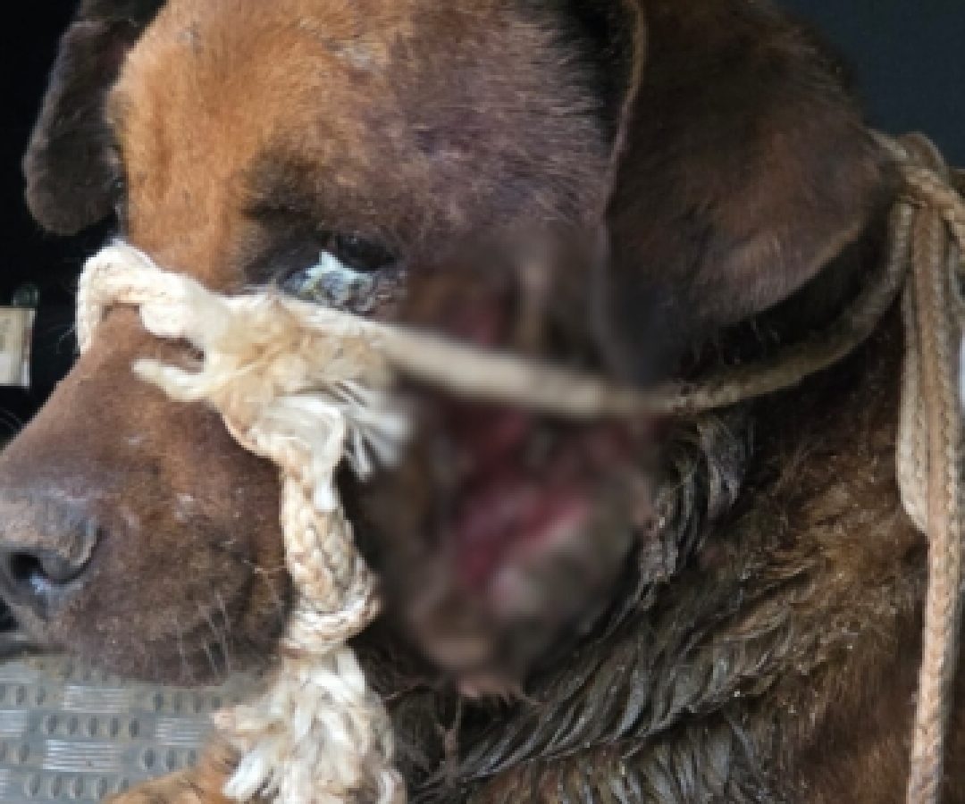 PCDF resgata cão em estado crítico em Samambaia