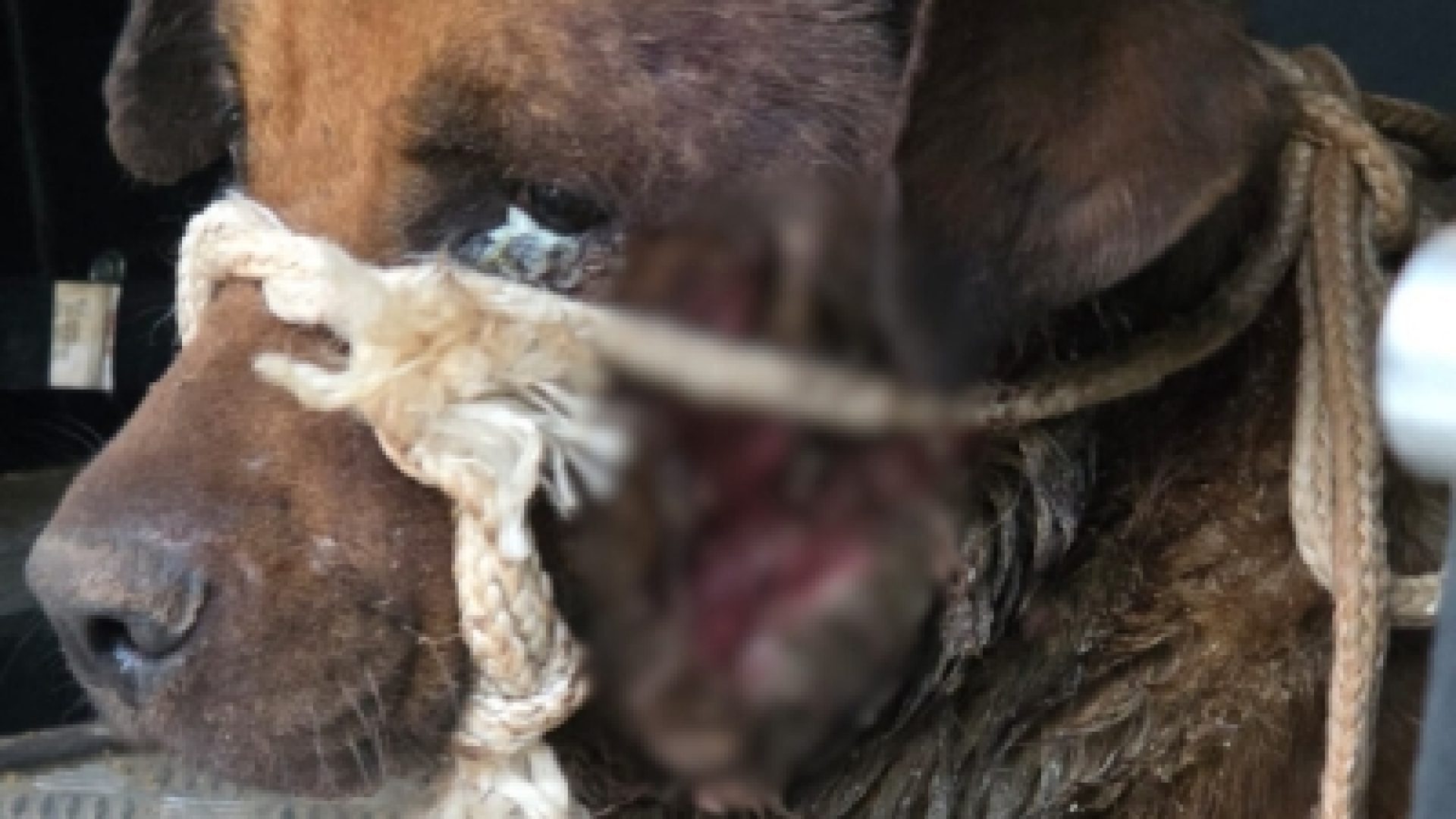 PCDF resgata cão em estado crítico em Samambaia