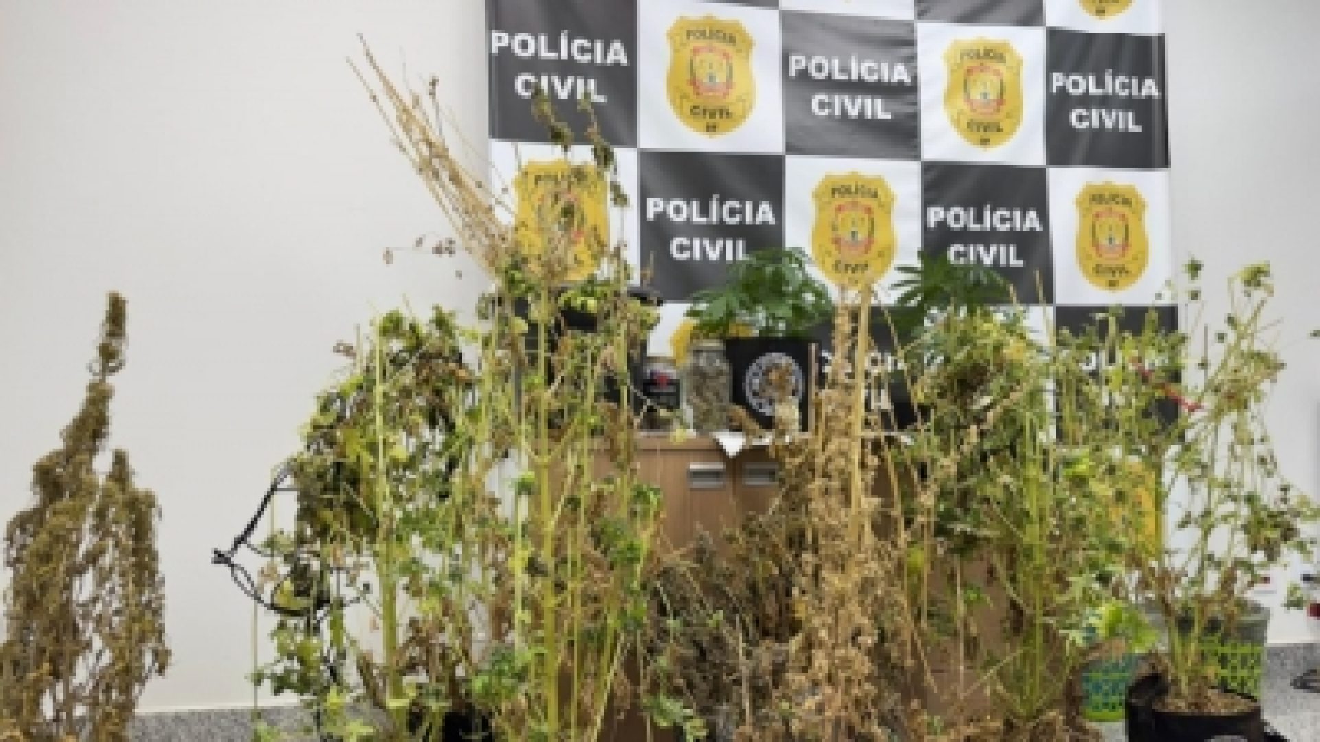 PCDF prende homem por tráfico de drogas em Taguatinga/DF