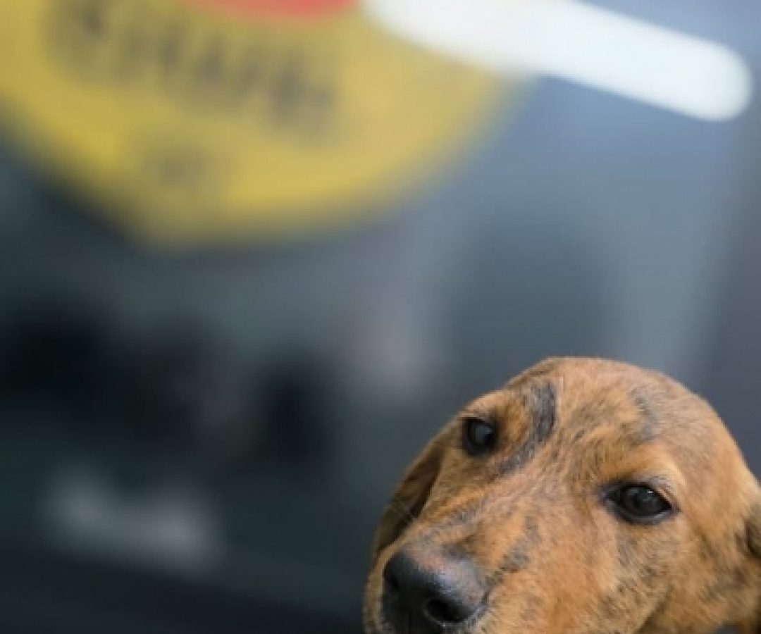 PCDF resgata filhotes abandonados e abre processo de doação responsável