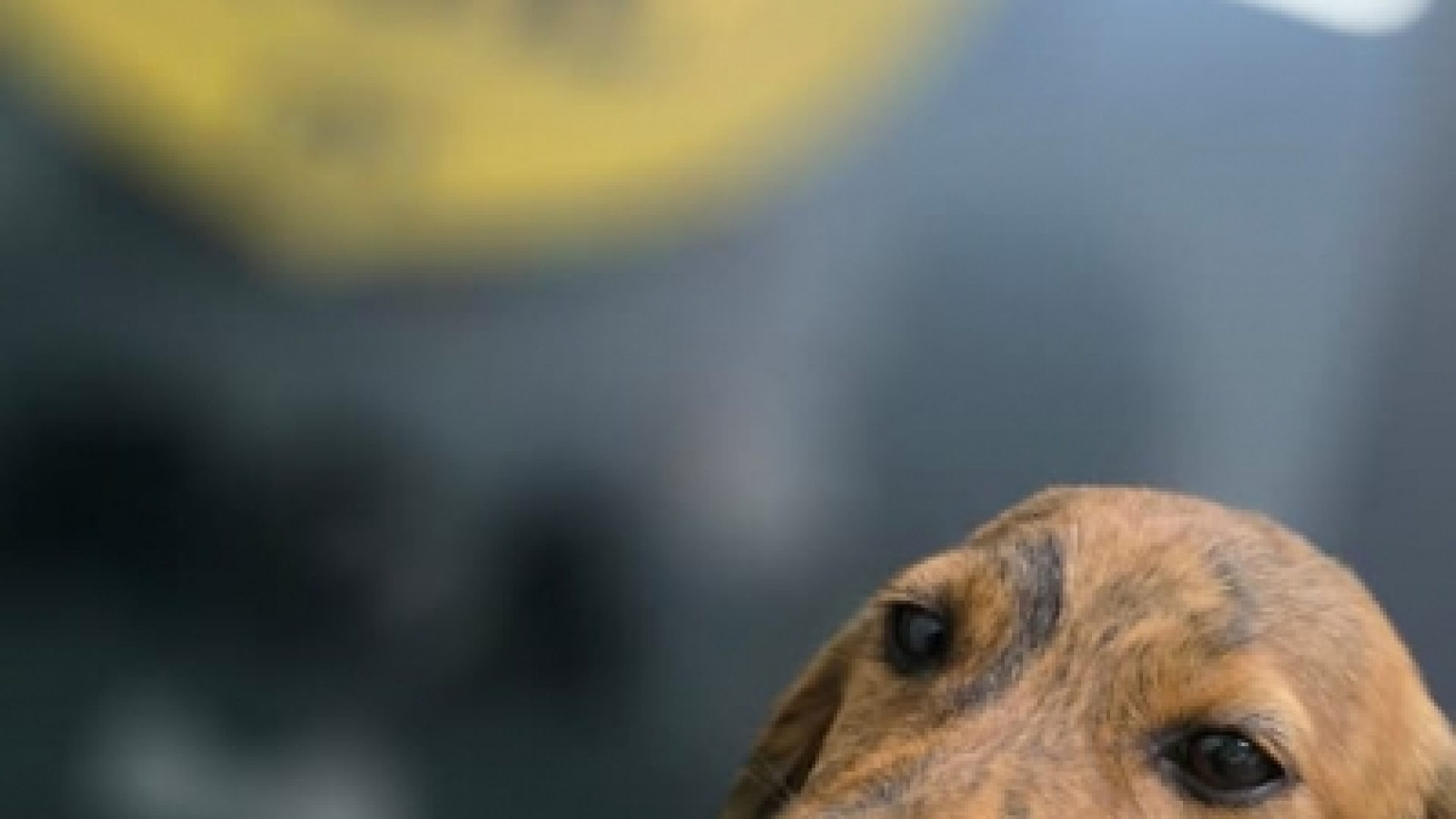 PCDF resgata filhotes abandonados e abre processo de doação responsável