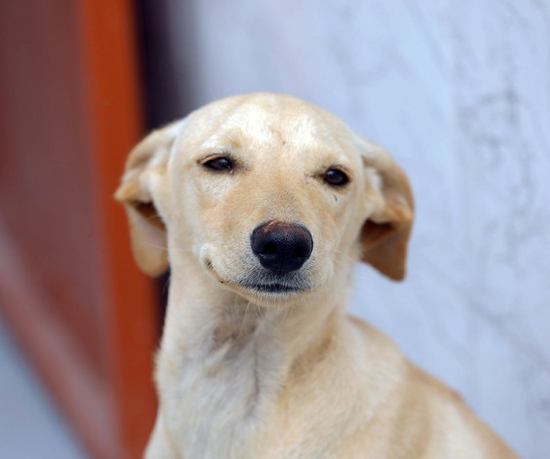Lei define regras para a guarda compartilhada de pets — Senado Notícias