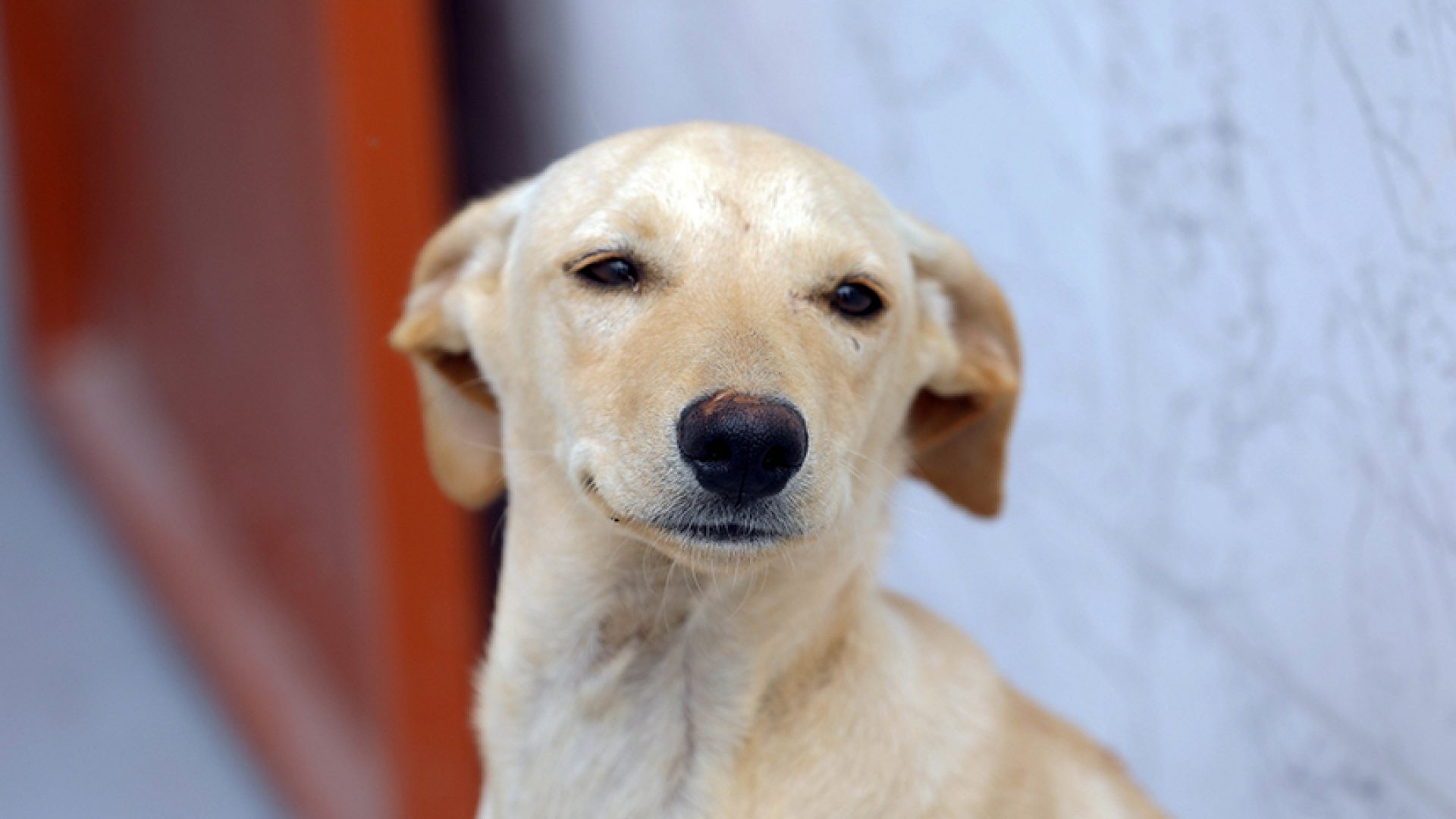 Lei define regras para a guarda compartilhada de pets — Senado Notícias