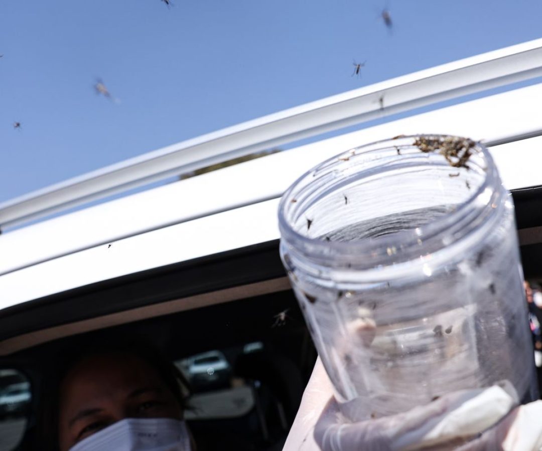 Saúde libera mosquitos estéreis para frear reprodução do Aedes