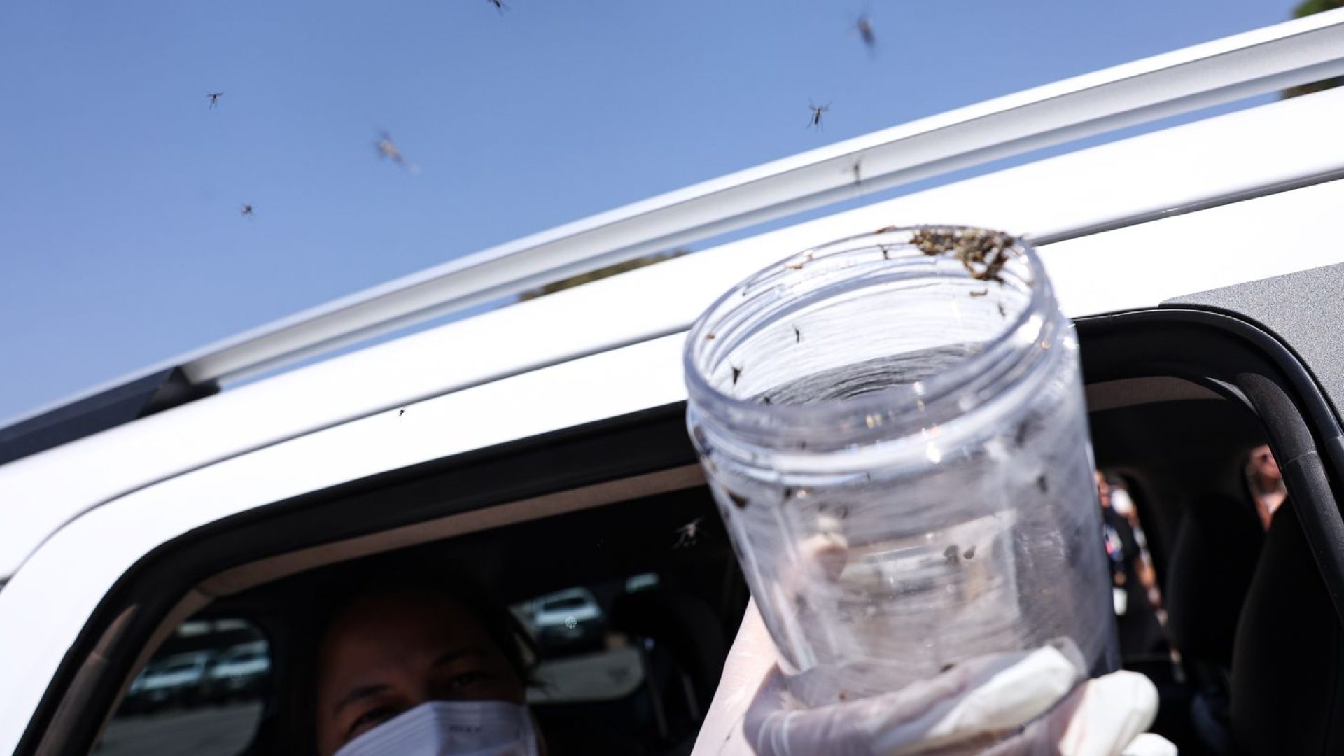 Saúde libera mosquitos estéreis para frear reprodução do Aedes