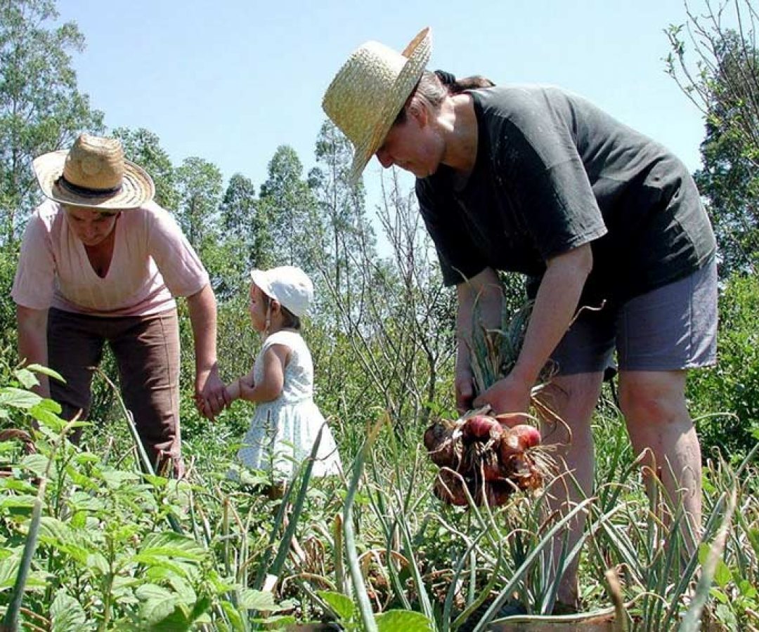 Publicada MP com crédito extraordinário para a agricultura familiar — Senado Notícias