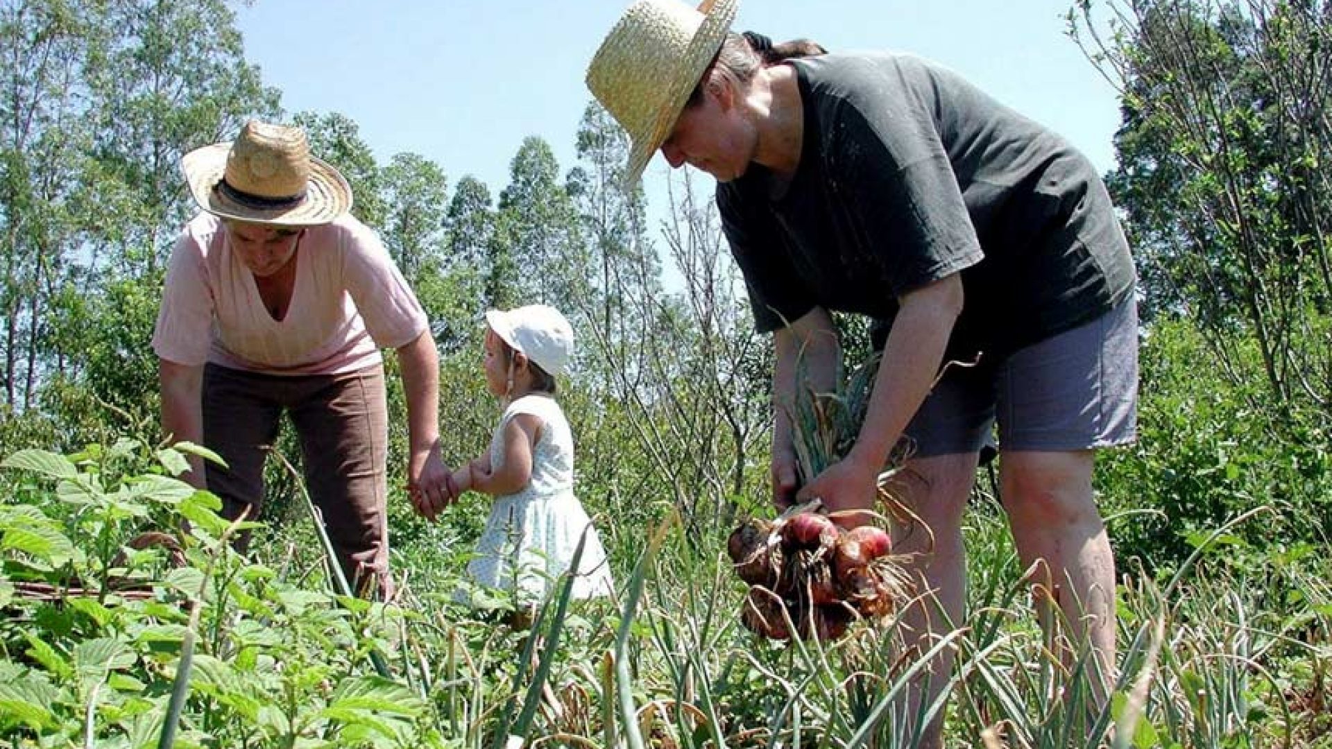 Publicada MP com crédito extraordinário para a agricultura familiar — Senado Notícias