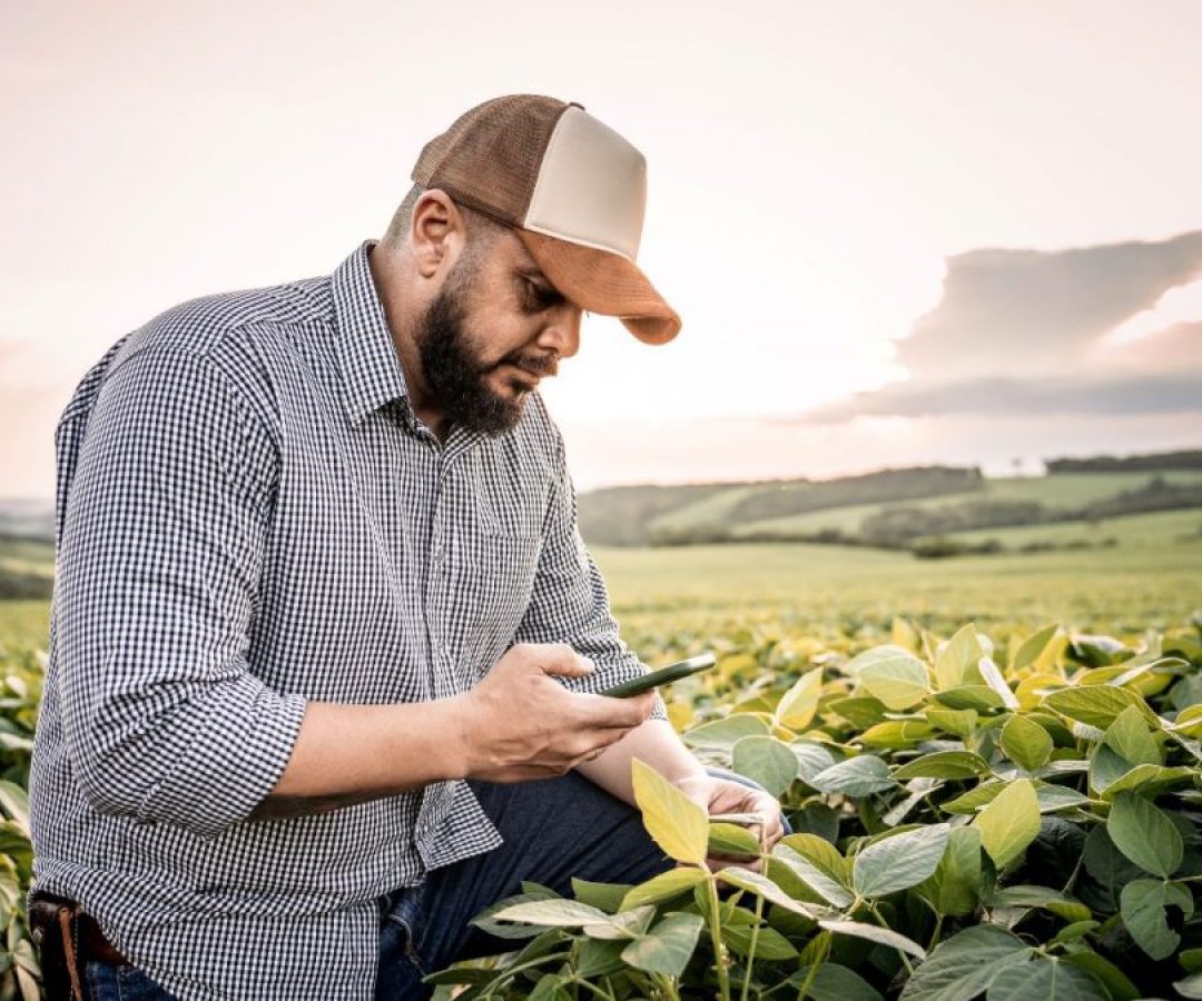 Governo Suspende Financiamentos Rurais Subsidiados do Plano Safra 2024/2025