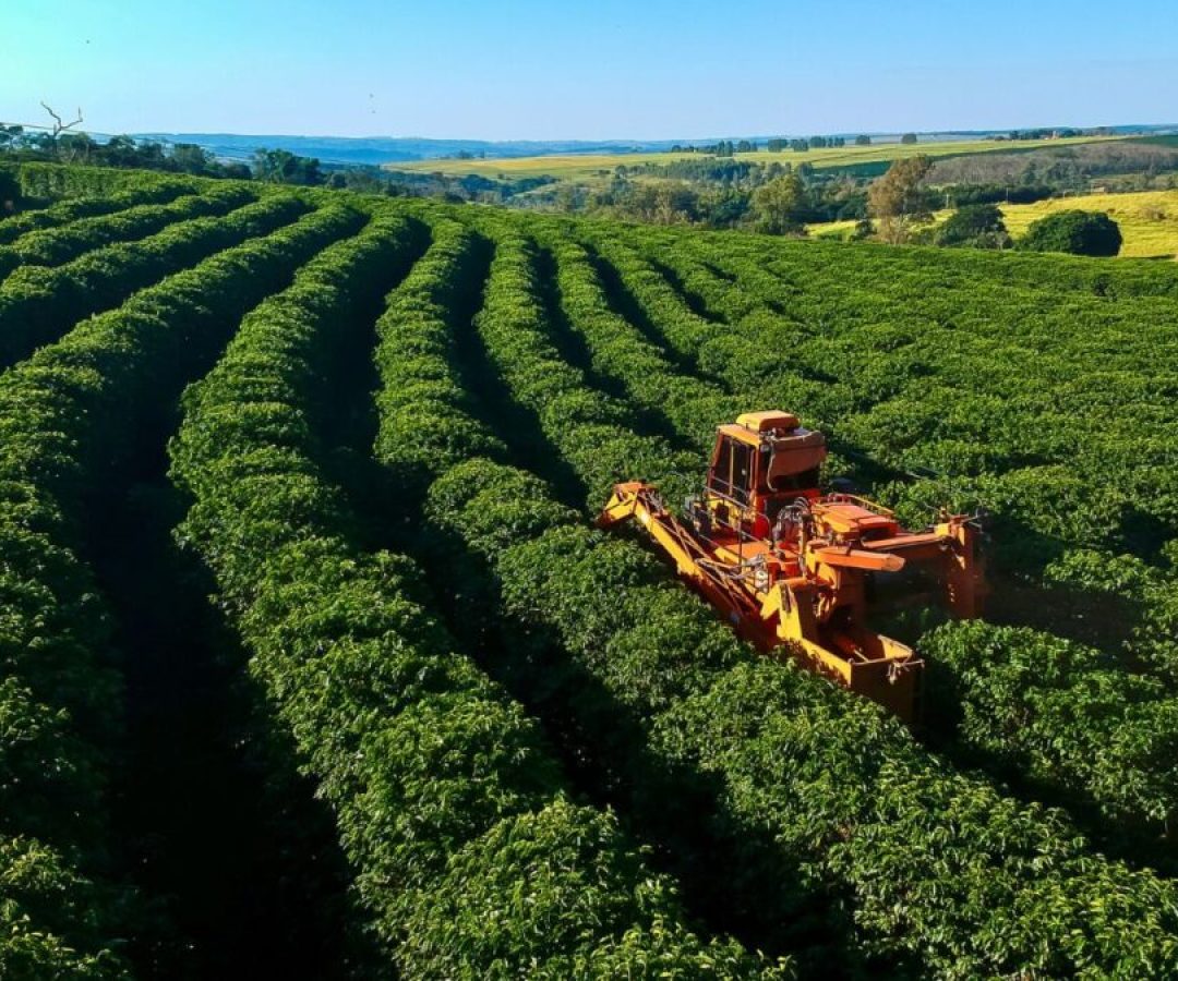 Cepea Diz Que após Nova York, Café Arábica Também Vai a Recorde no Brasil