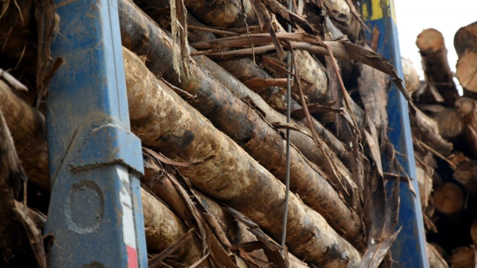 Suzano Tem Prejuízo no 4º Tri, Mas Receita e Ebitda Superam Expectativas