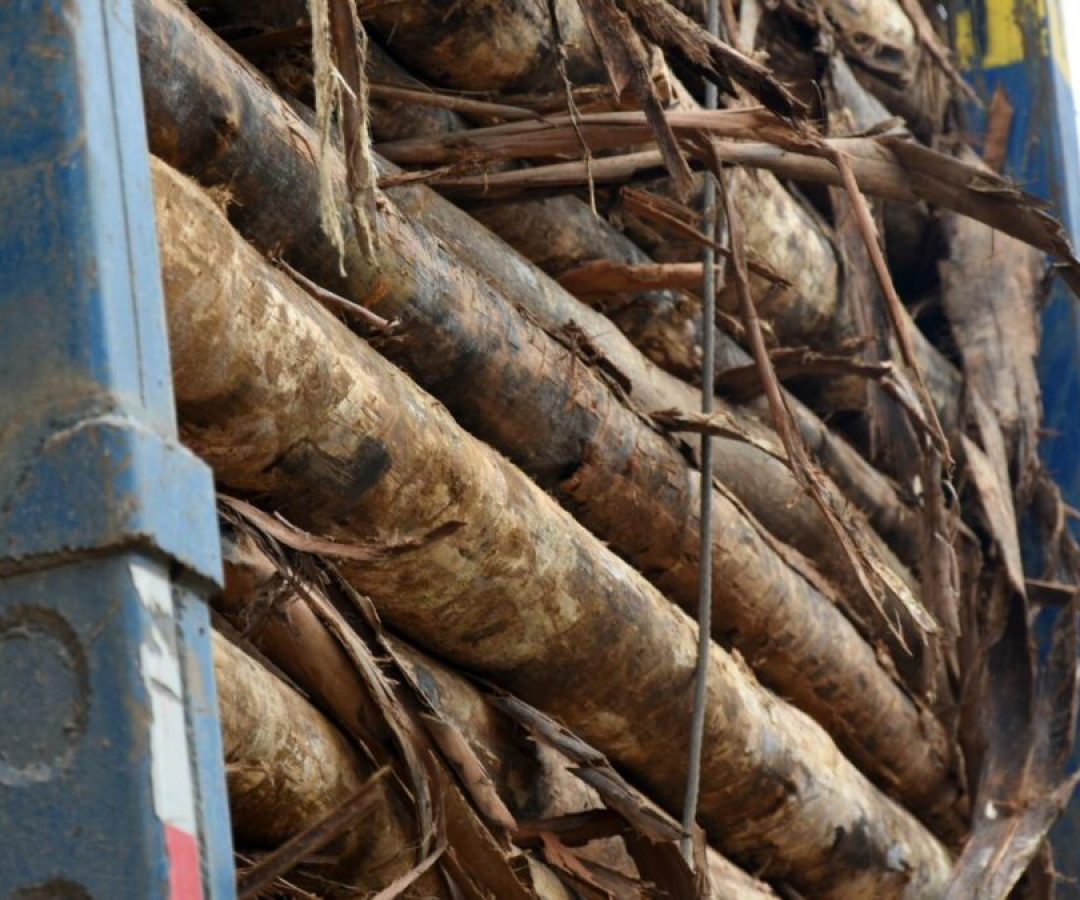 Suzano Tem Prejuízo no 4º Tri, Mas Receita e Ebitda Superam Expectativas