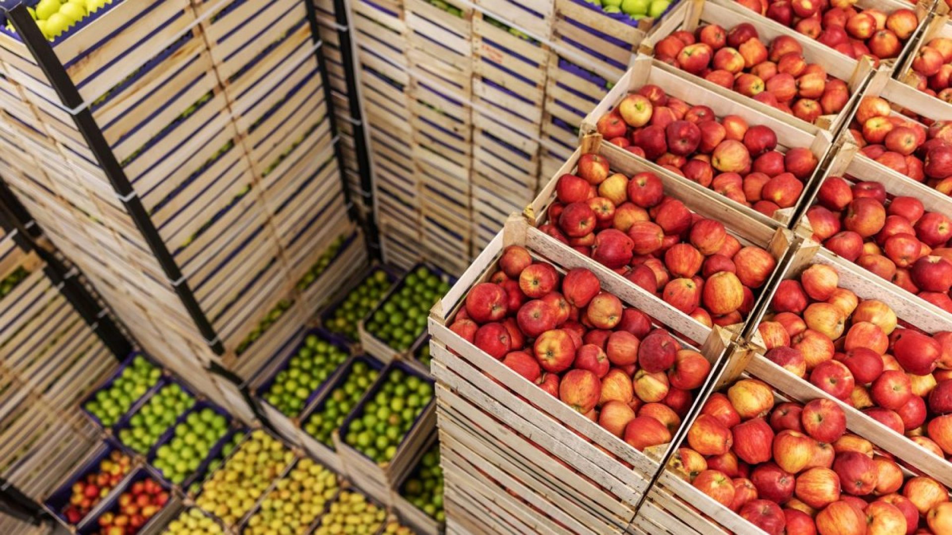 Brasil Pode Exportar Muito Mais Frutas do Que Apenas US$ 1,2 Bi