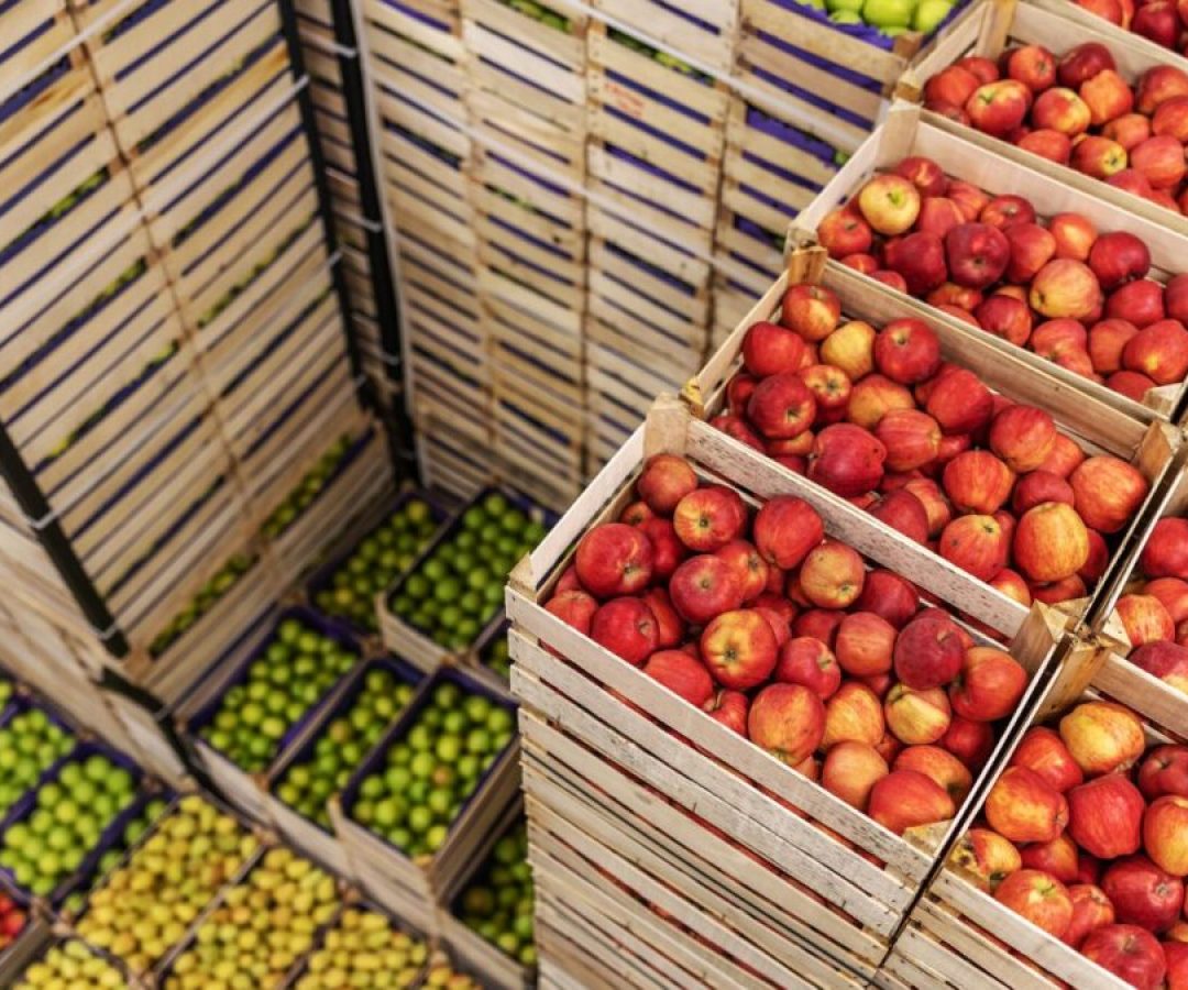 Brasil Pode Exportar Muito Mais Frutas do Que Apenas US$ 1,2 Bi